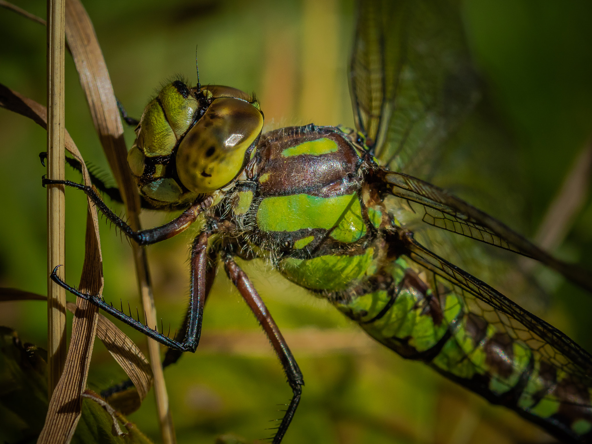 Canon EOS M3 + Canon EF 100mm F2.8L Macro IS USM sample photo. Green dragonfly photography