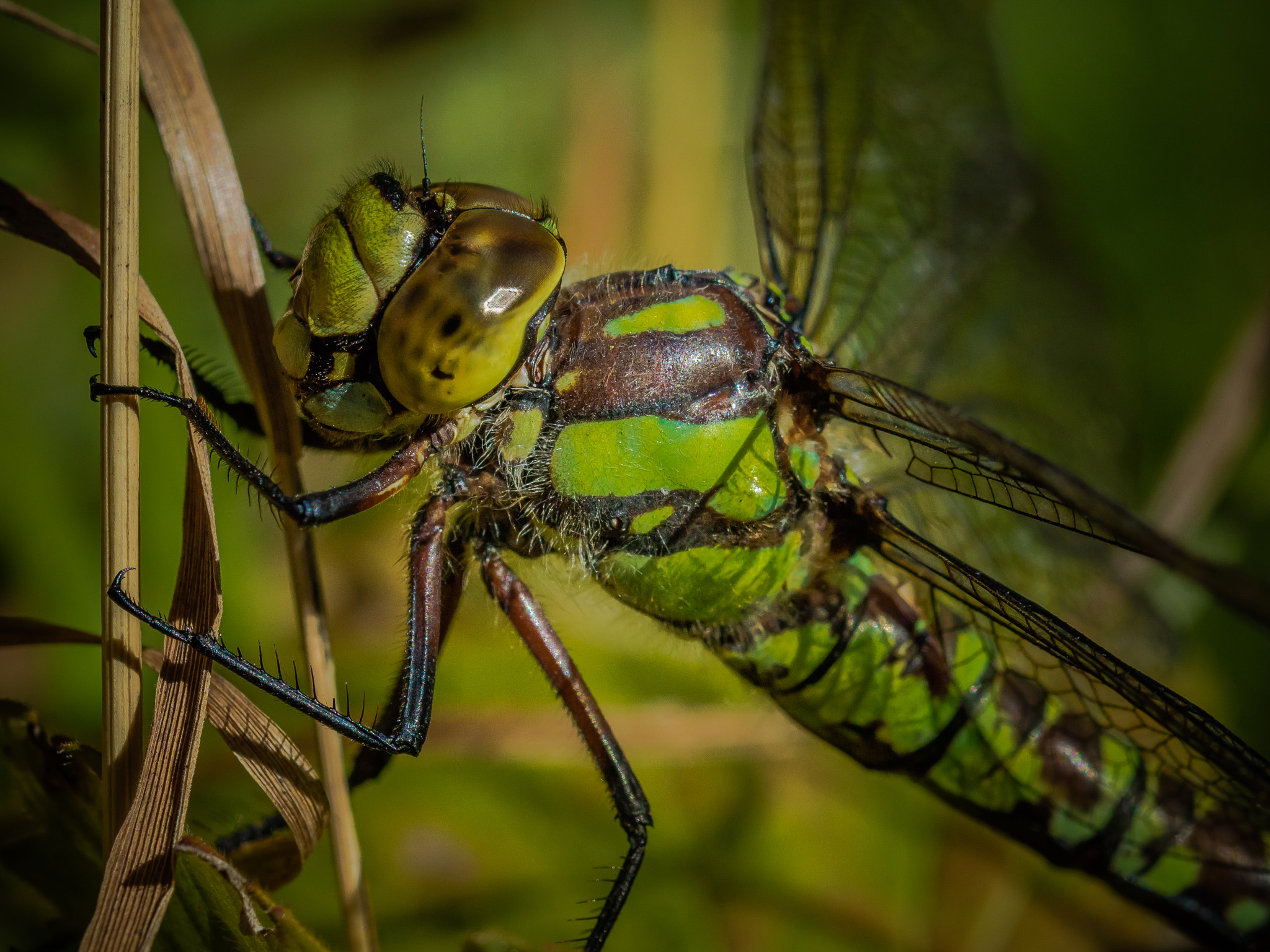Canon EOS M3 sample photo. Green dragonfly photography