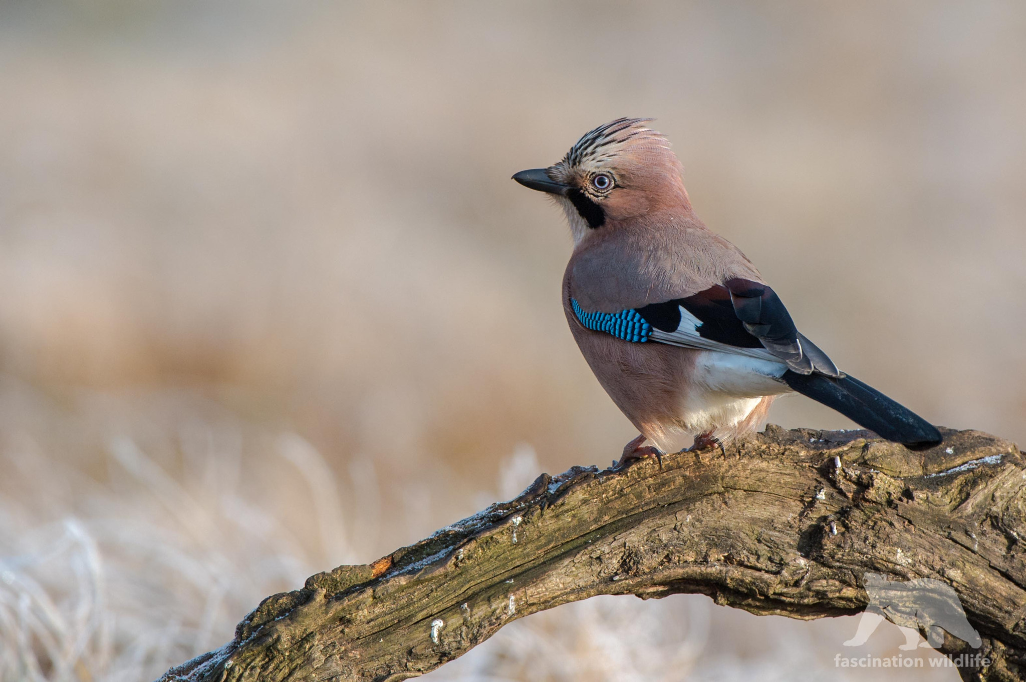 Nikon AF-S Nikkor 200-400mm F4G ED-IF VR sample photo. European jay photography