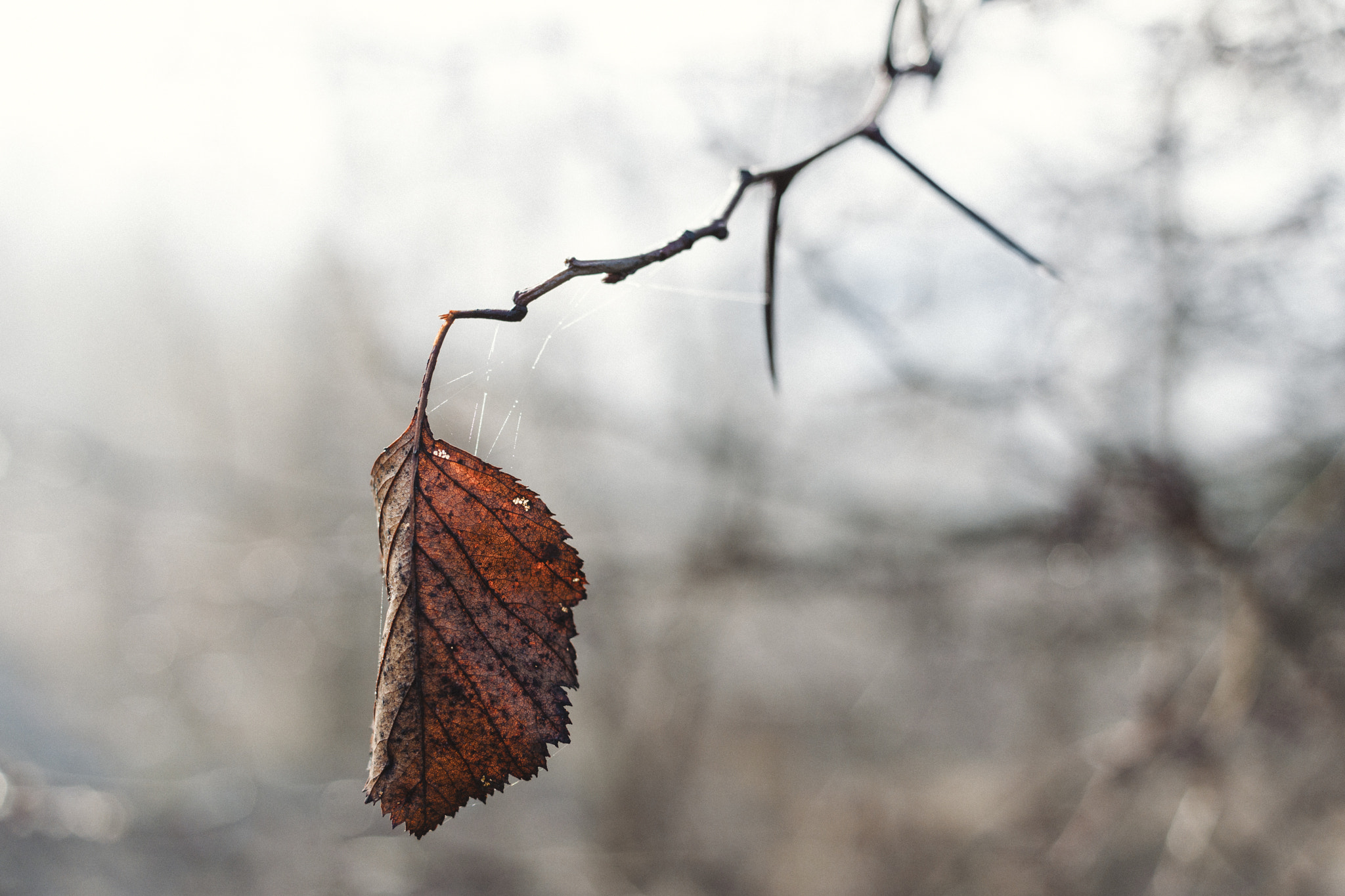 Samsung NX1000 + Samsung NX 30mm F2 Pancake sample photo. Last year's leaf photography