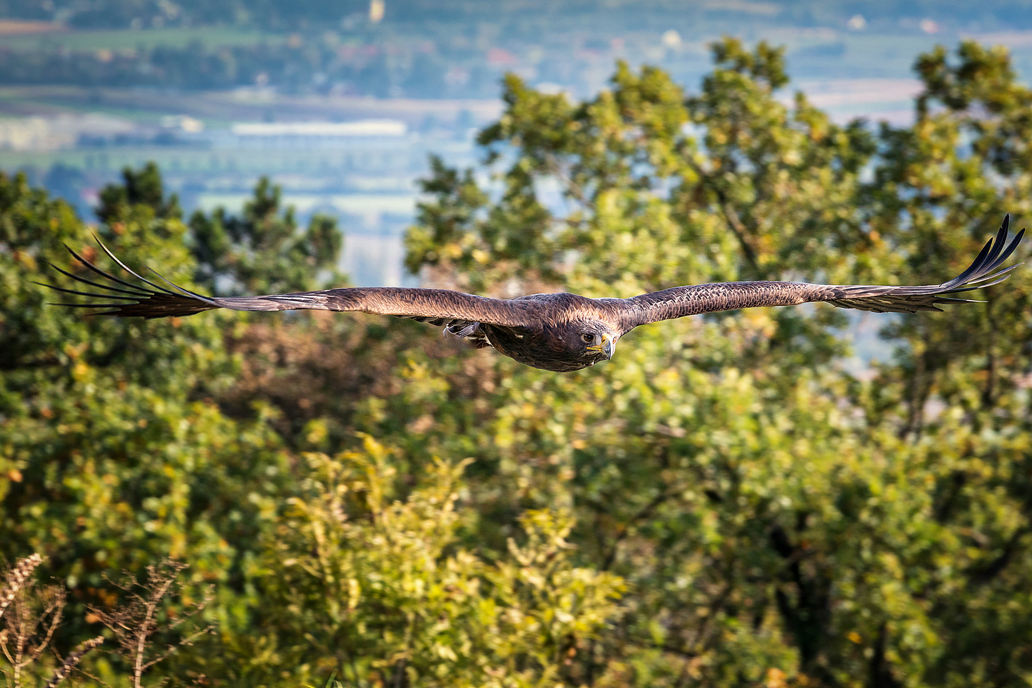 Sony a6300 + Canon EF 70-200mm F4L IS USM sample photo. Birds of prey photography