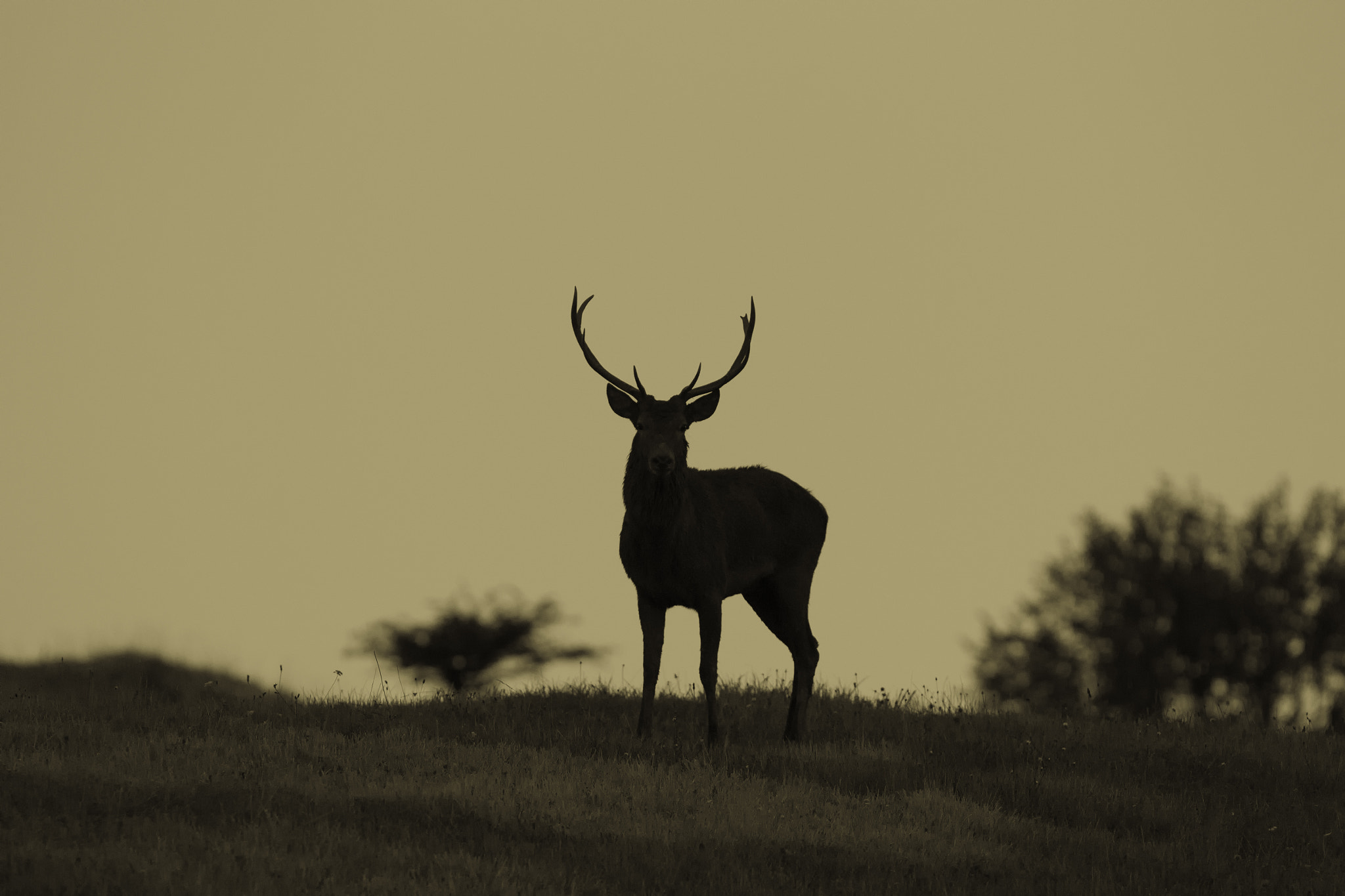 Canon EF 300mm F2.8L IS USM sample photo. Silhouette deer photography