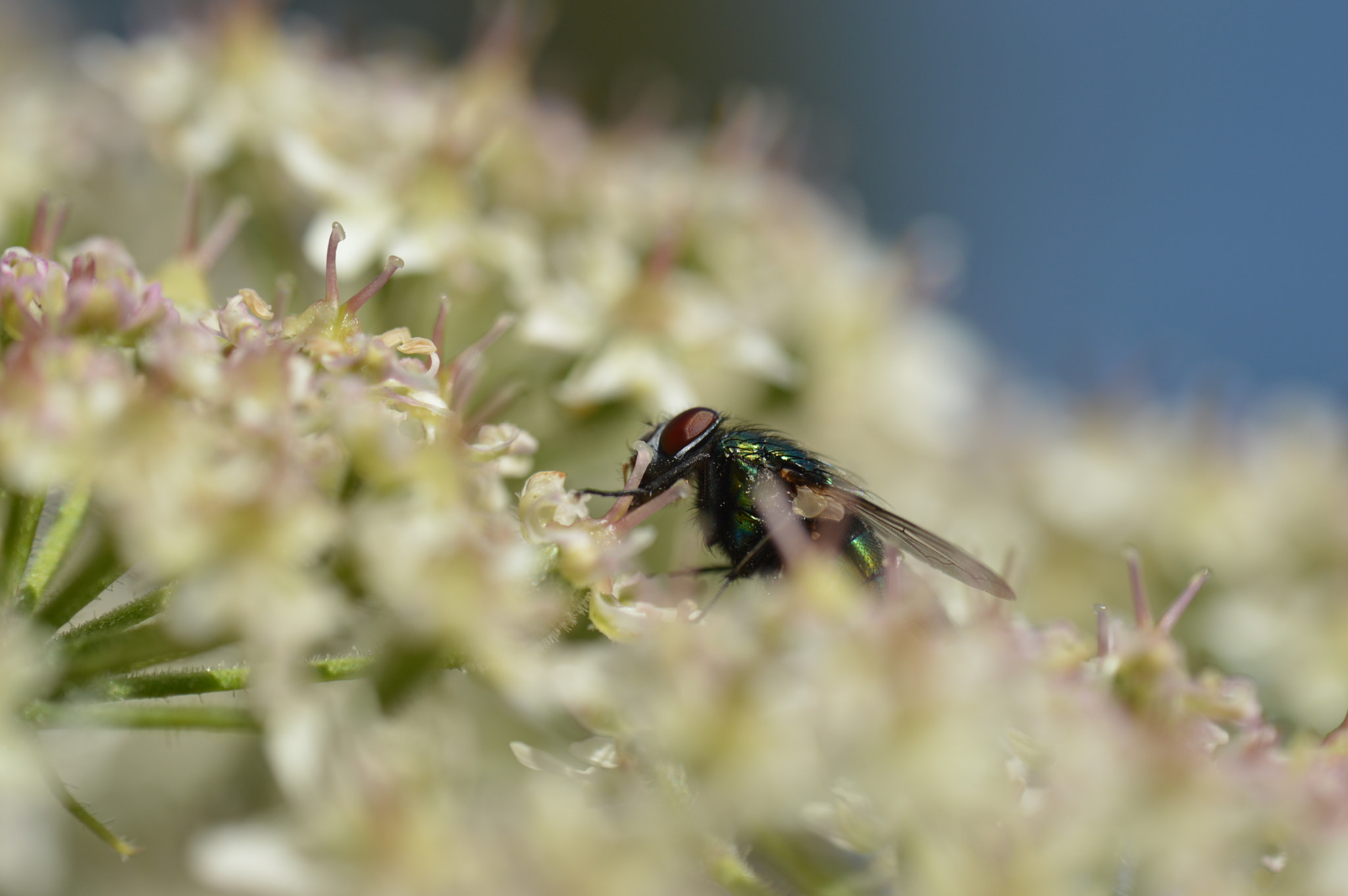 Nikon AF-S DX Micro-Nikkor 85mm F3.5G ED VR sample photo. Mouche photography