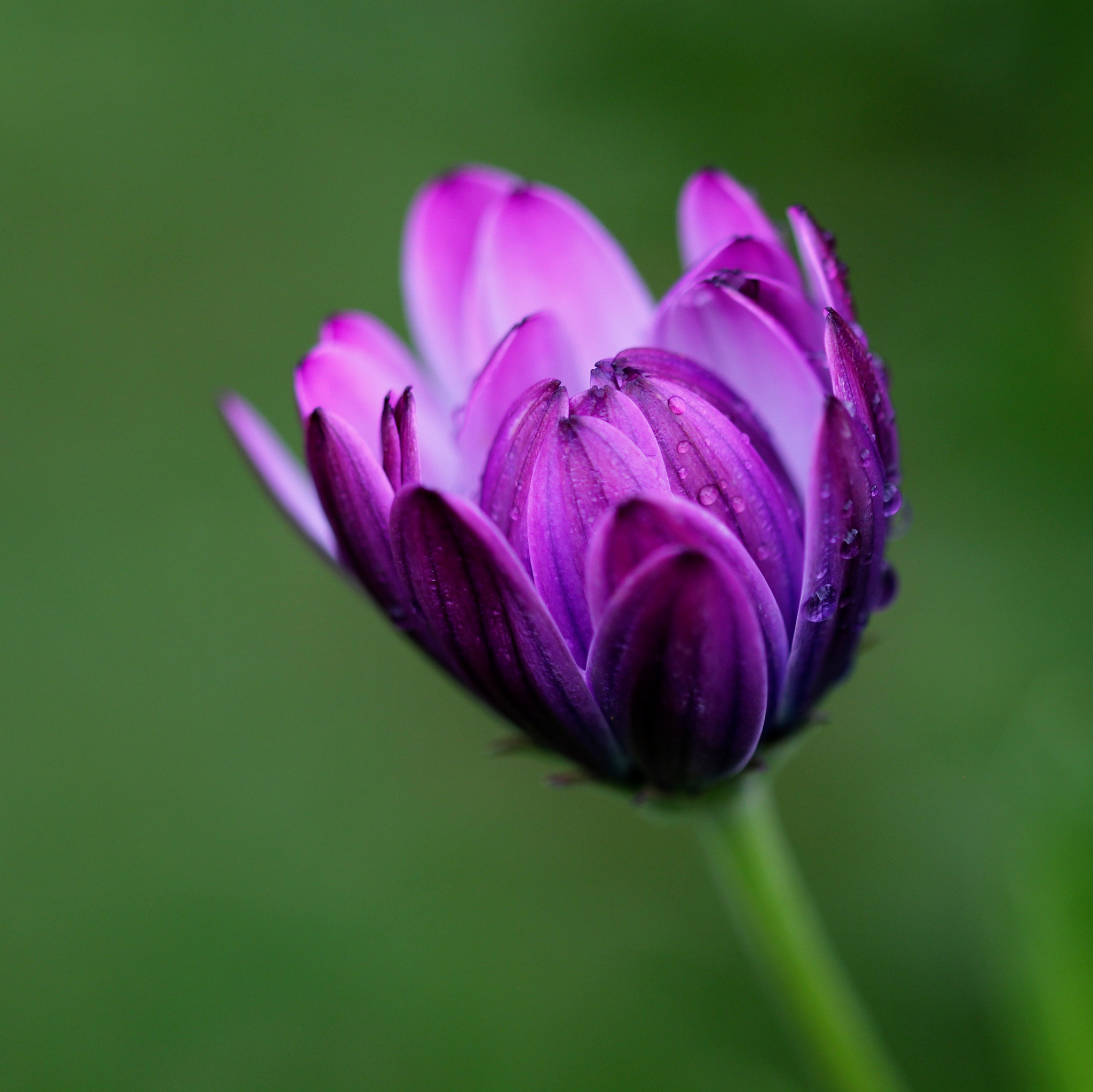 Sigma 105mm F2.8 EX DG OS HSM sample photo. () photography