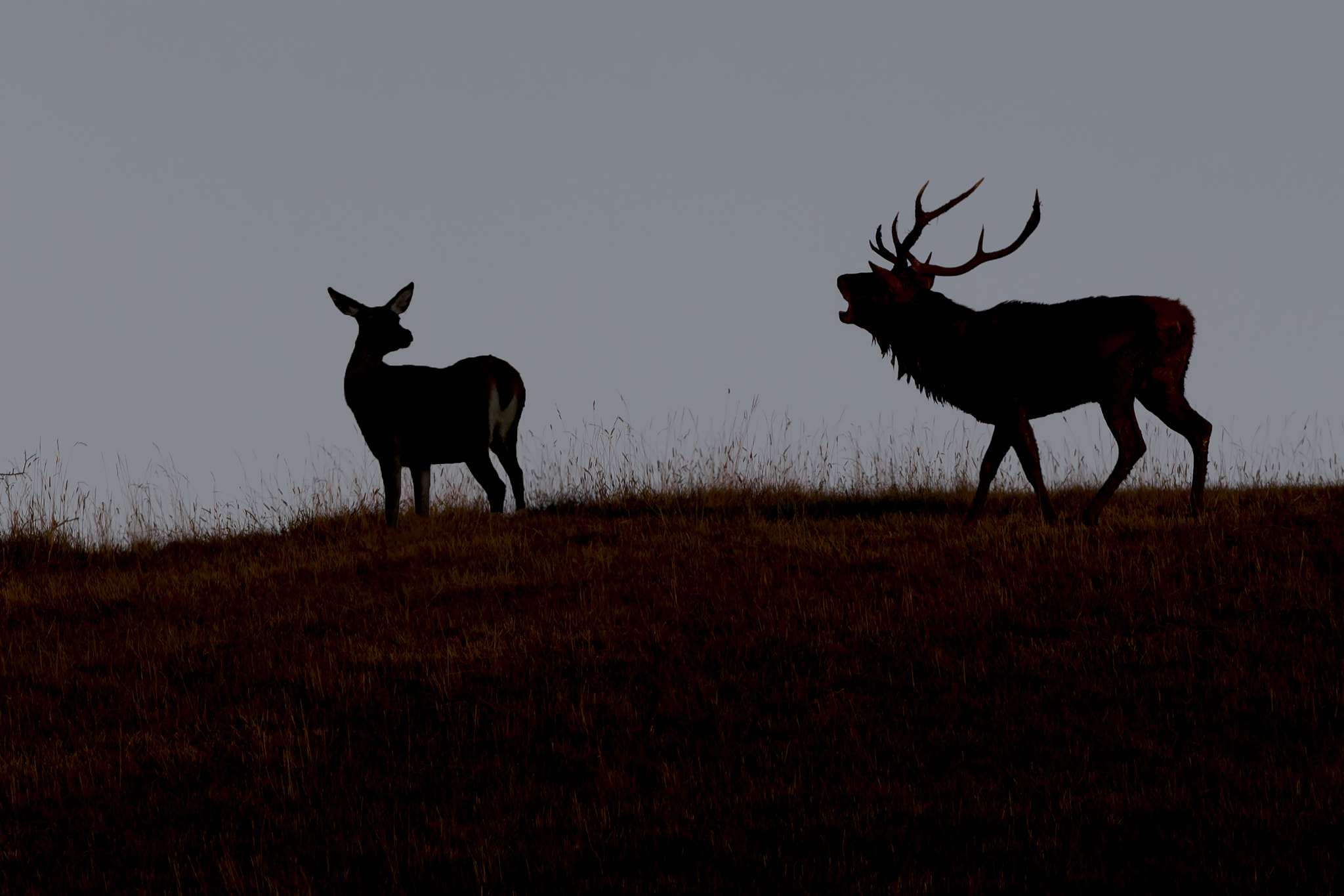 Canon EOS-1D Mark IV + Canon EF 300mm F2.8L IS USM sample photo. Deer bellow photography