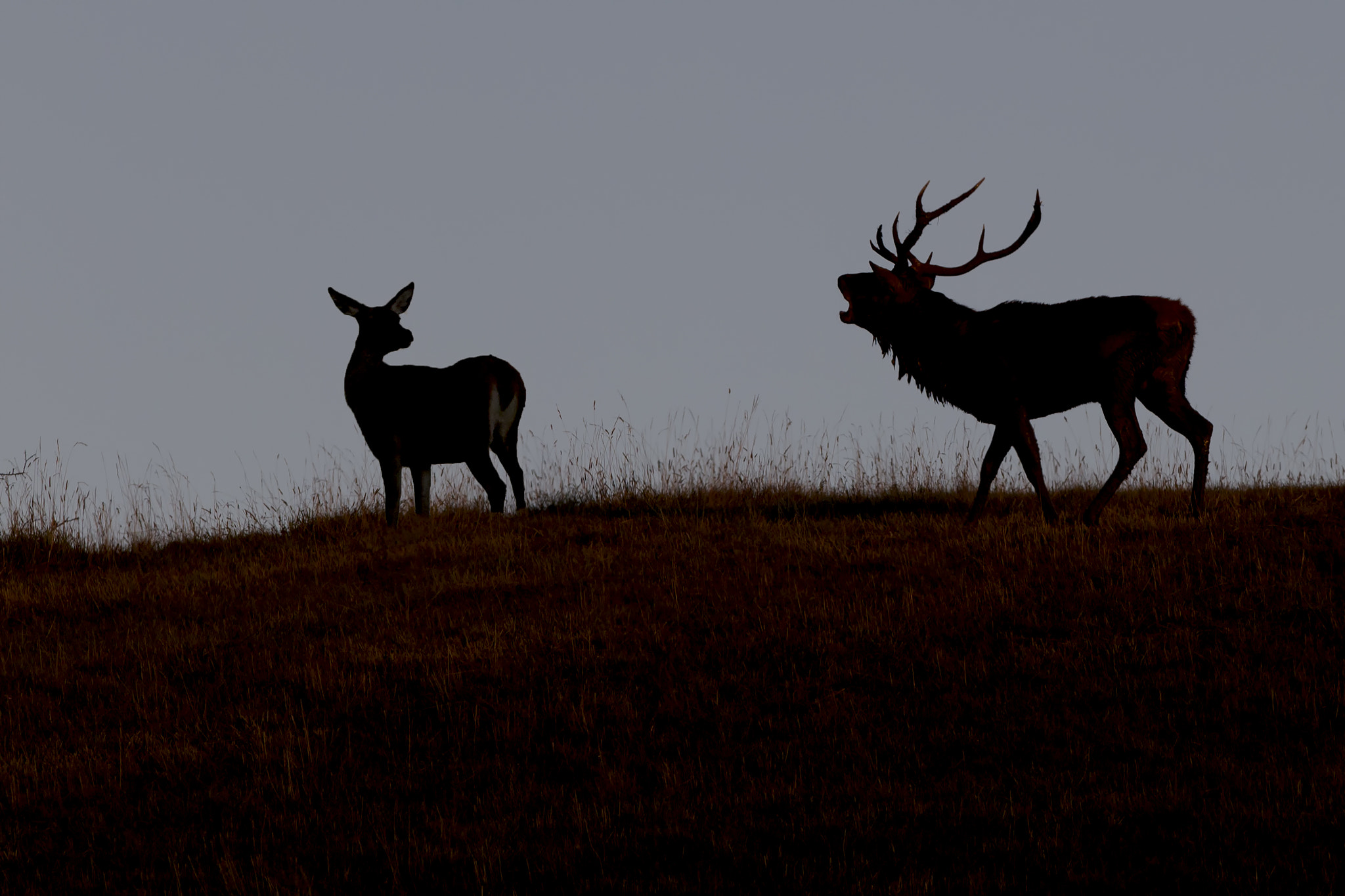 Canon EF 300mm F2.8L IS USM sample photo. Deer bellow photography