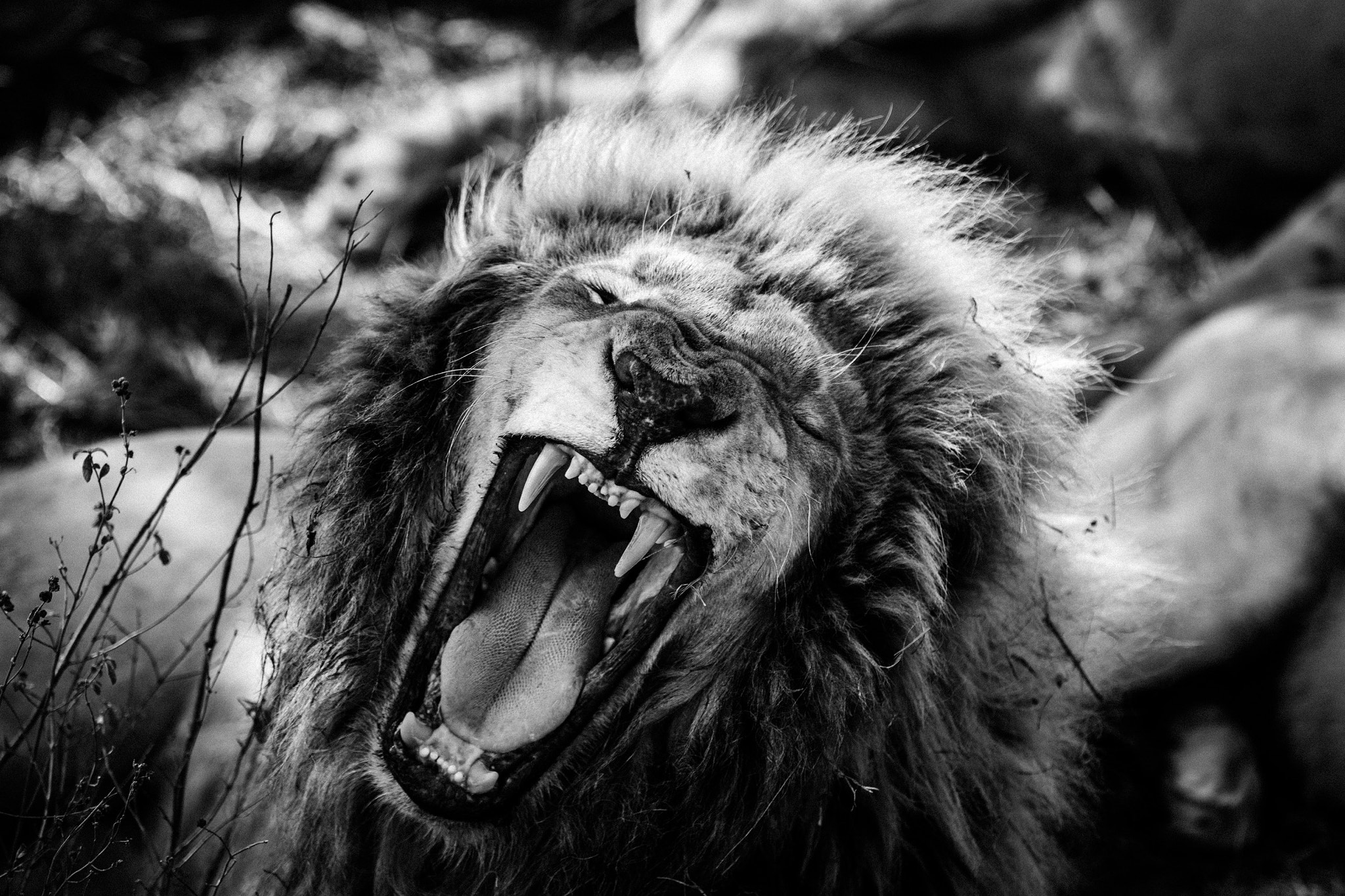 Nikon D500 sample photo. Black & white portrait of some serious snarling an ... photography