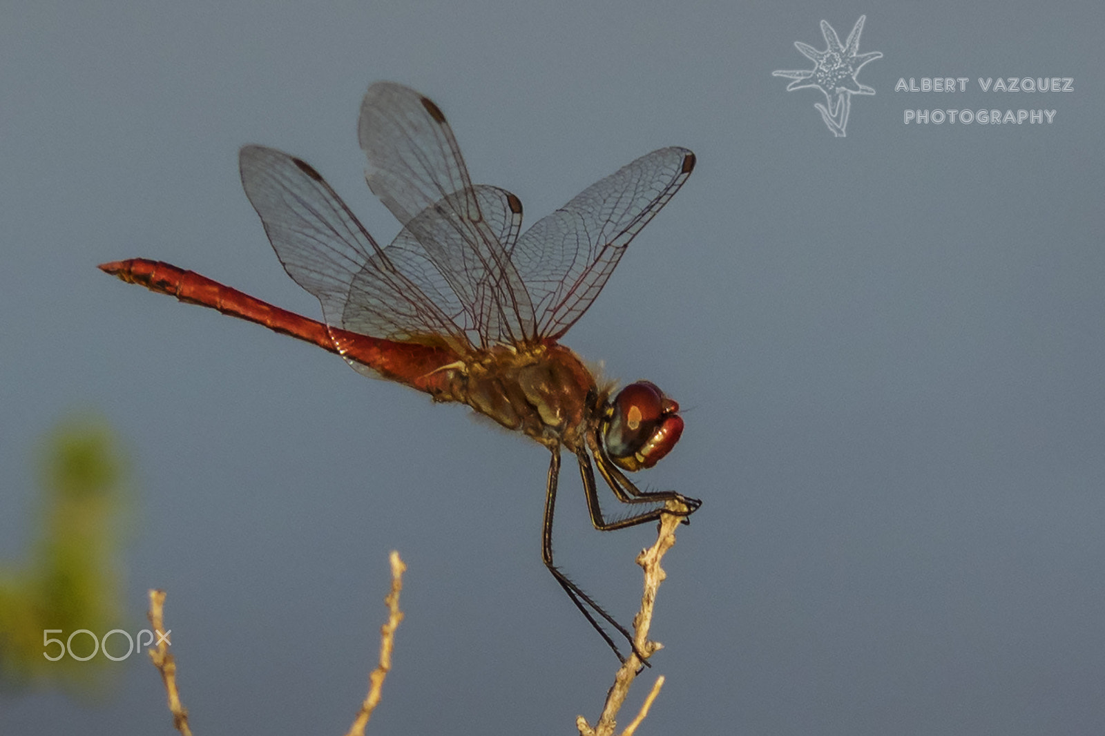 Olympus OM-D E-M1 + Panasonic Lumix G Vario 45-200mm F4-5.6 OIS sample photo. Dragonfly photography