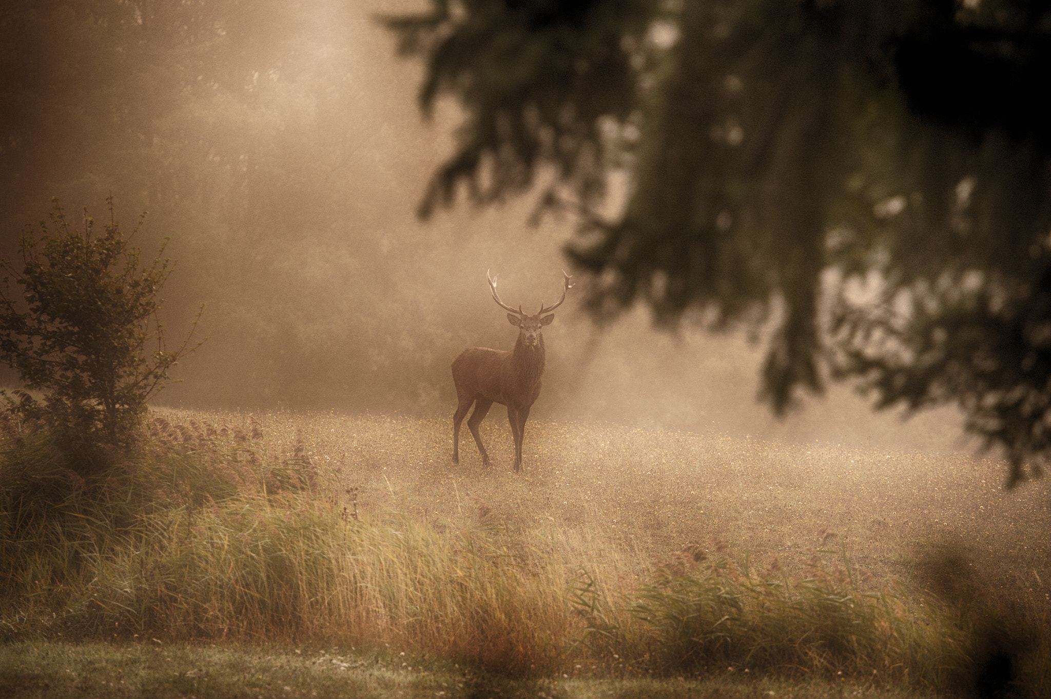 Sigma 500mm F4.5 EX DG HSM sample photo. Atmosphere photography