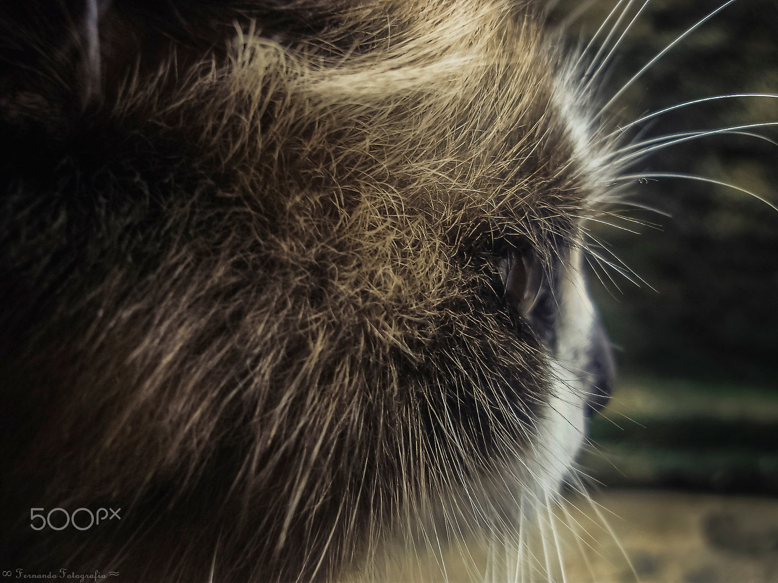Olympus FE310,X840,C530 sample photo. Thor the cat. photography