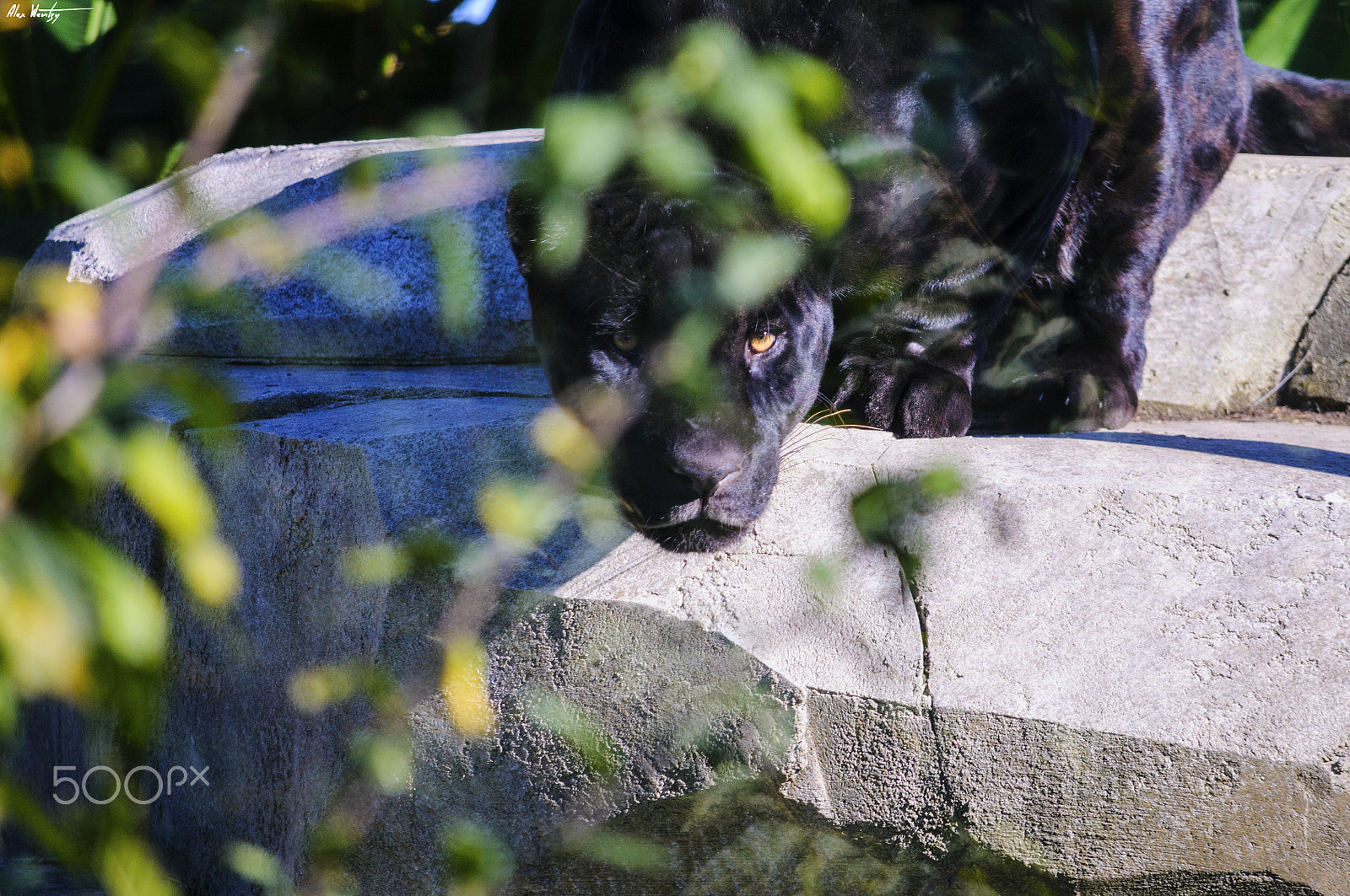 Nikon D300 sample photo. Black jaguar photography
