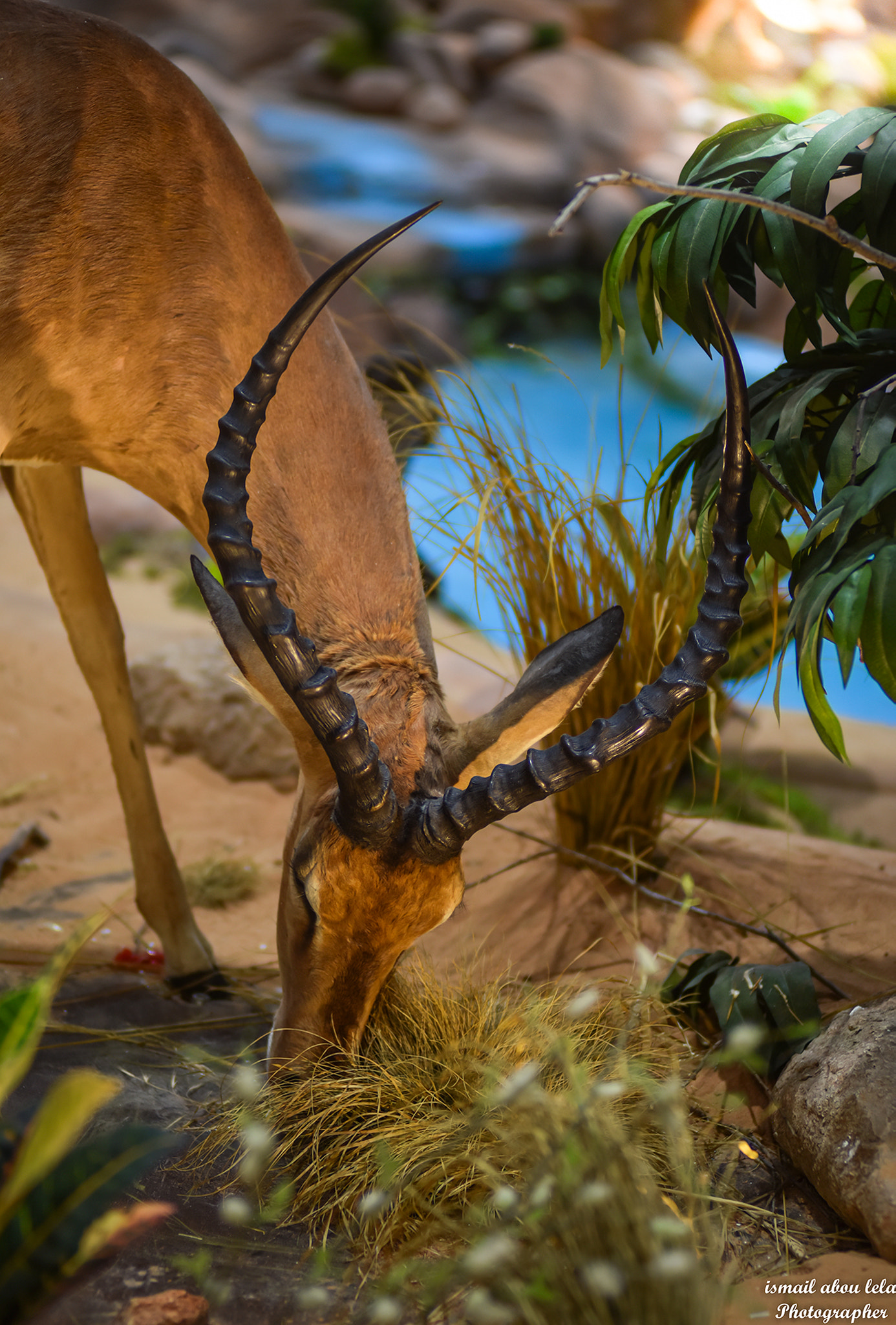 AF Zoom-Nikkor 80-200mm f/2.8 ED sample photo. The beautiful deer photography