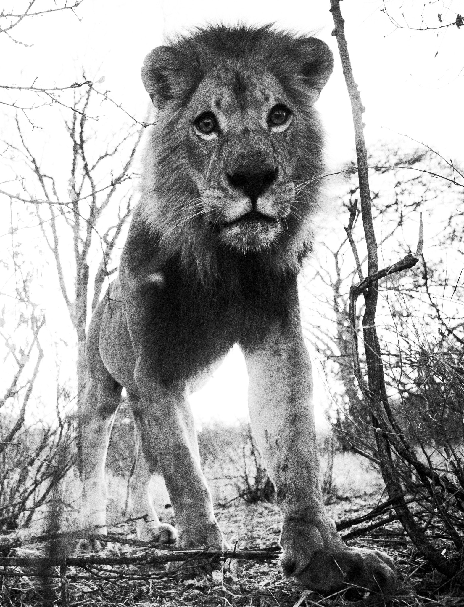 Nikon D500 + Nikon AF-S Nikkor 14-24mm F2.8G ED sample photo. B&w portrait of an impressive male lion walking in ... photography