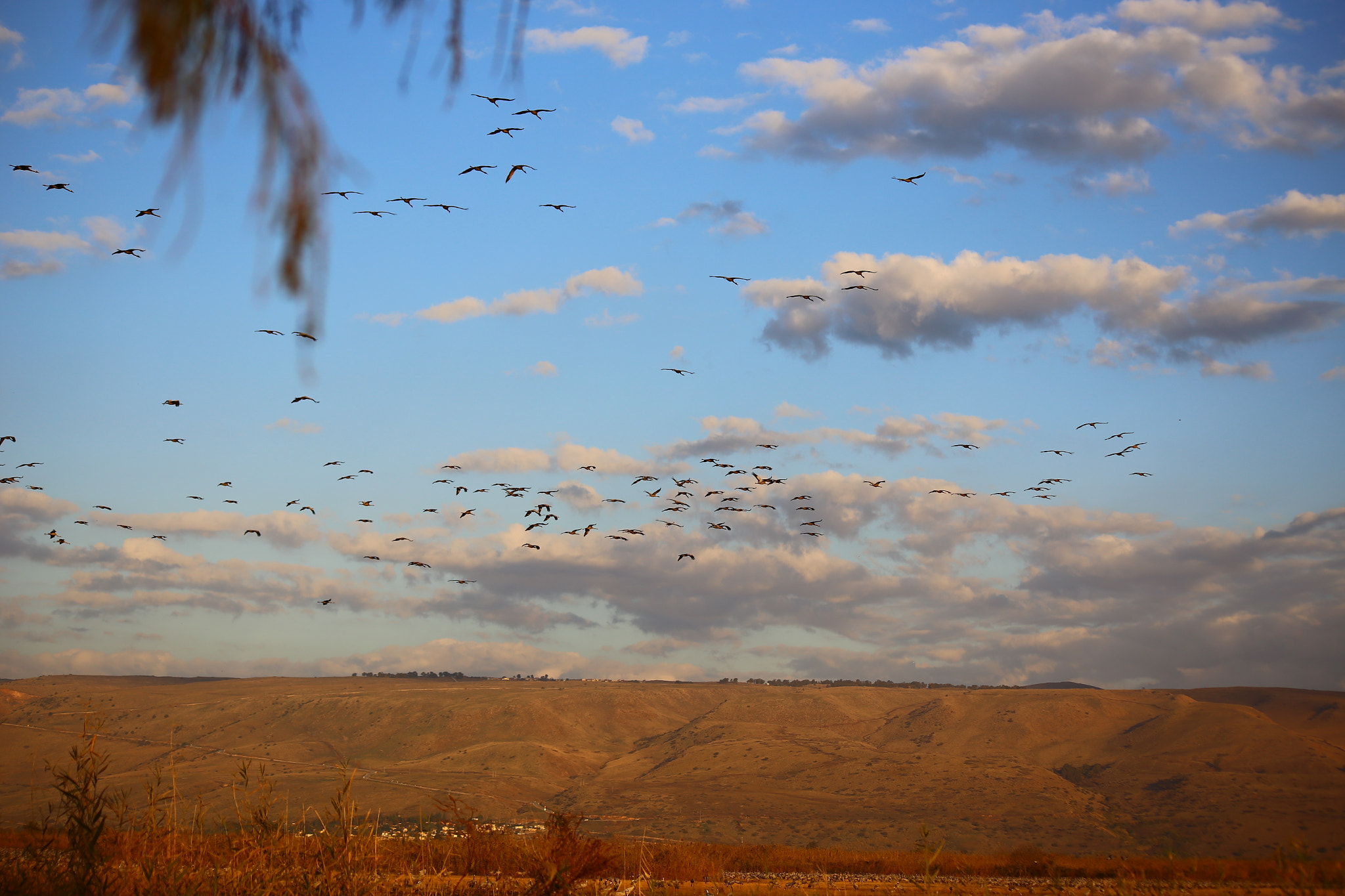 Canon EOS 6D sample photo. Birds at sunset  photography