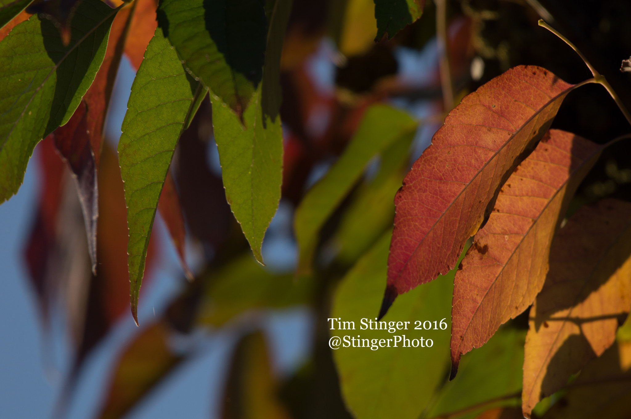 Nikon AF-S Nikkor 200-500mm F5.6E ED VR sample photo. Fall colors photography