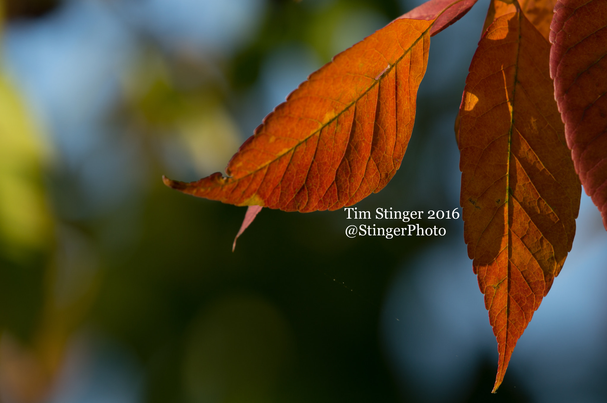 Nikon AF-S Nikkor 200-500mm F5.6E ED VR sample photo. Intense leaves photography