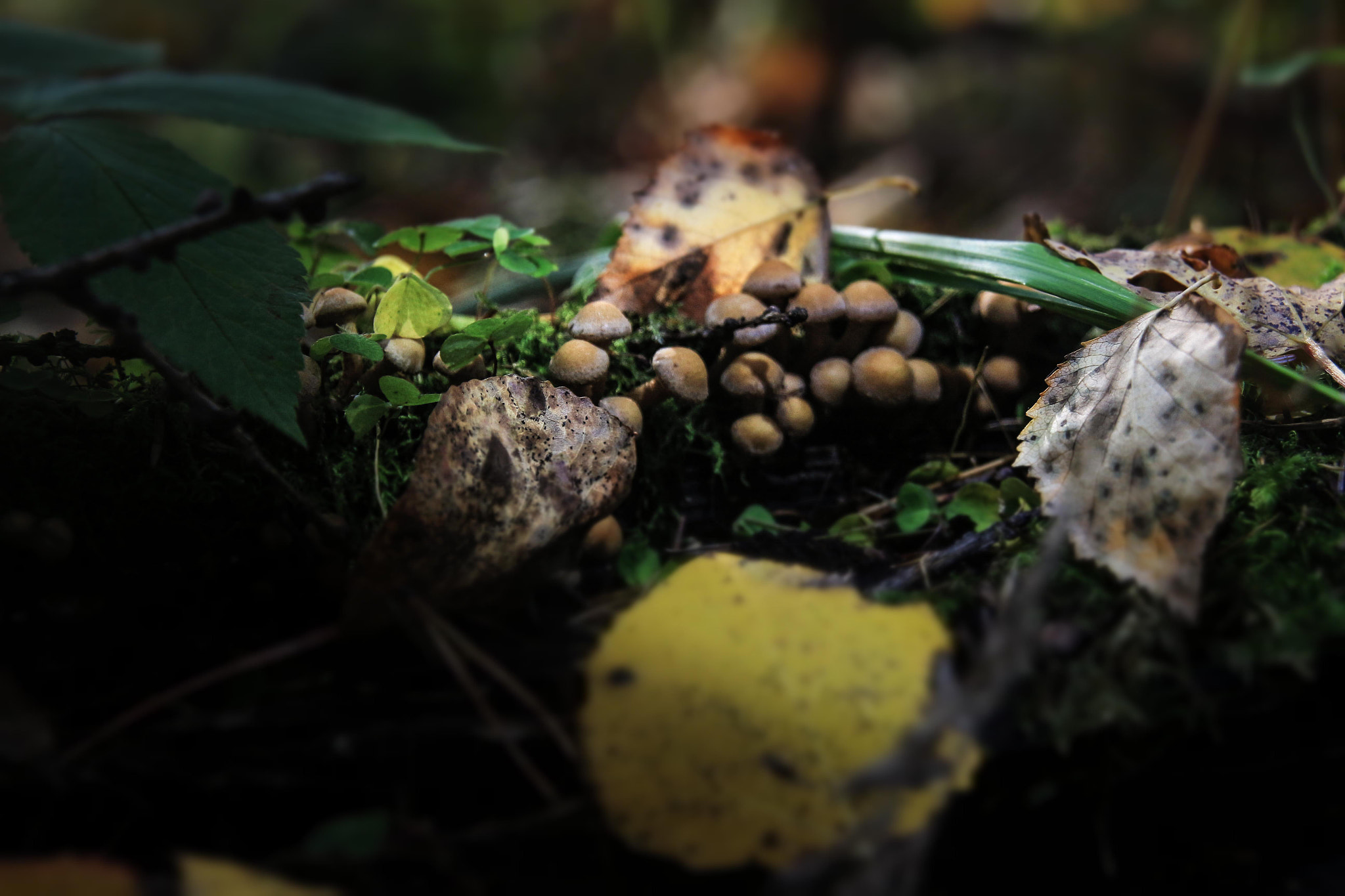 Sigma 18-200mm f/3.5-6.3 DC OS sample photo. Leaves photography