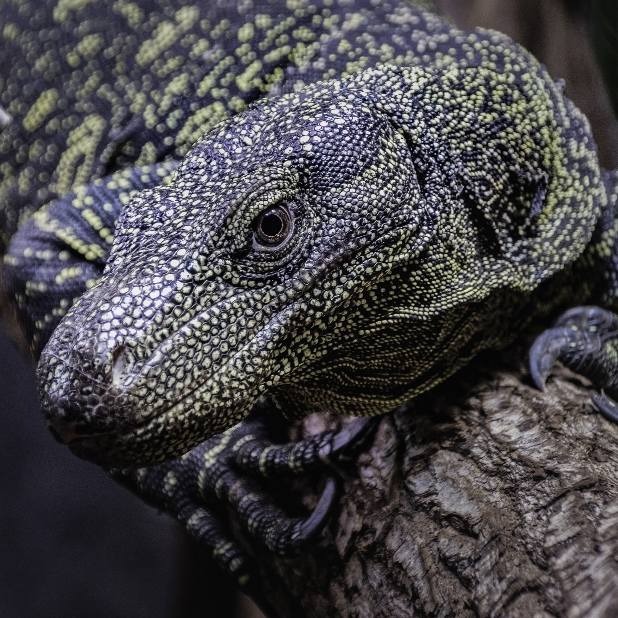 Sigma 18-250mm F3.5-6.3 DC Macro OS HSM sample photo. Tree monitor photography