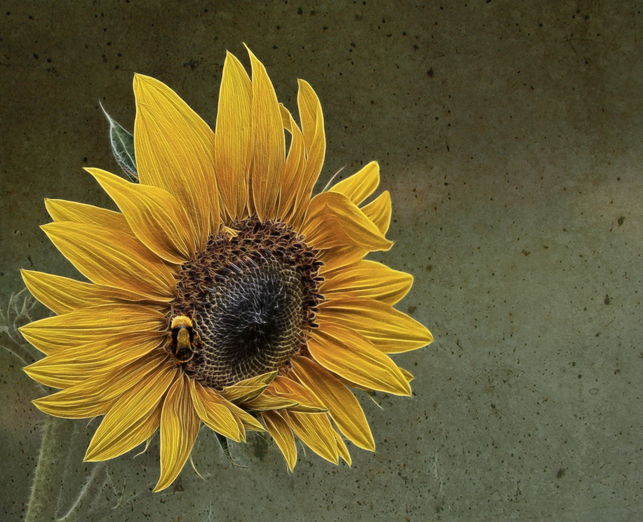 Nikon D3 sample photo. The sunflower.... photography