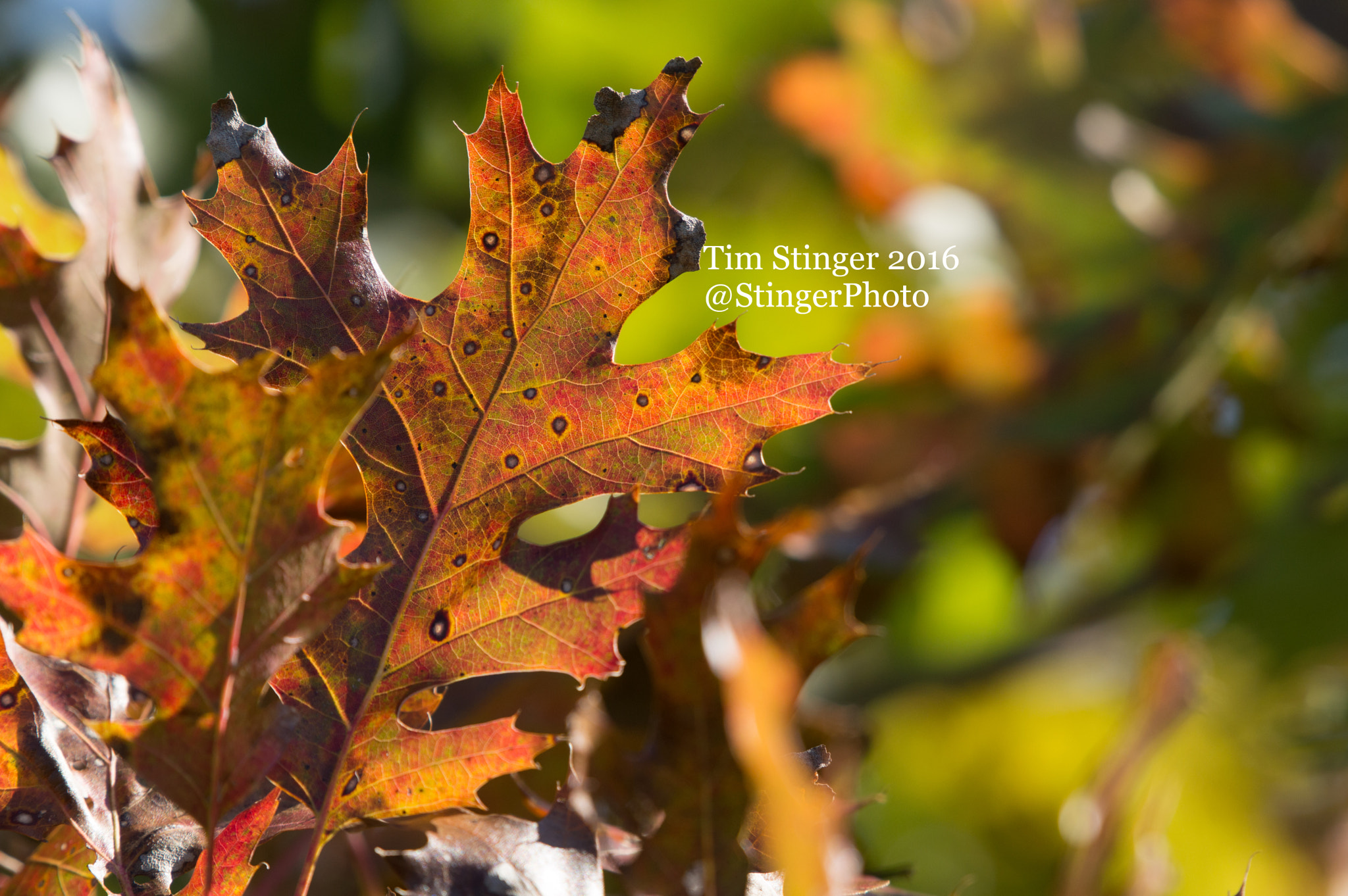 Nikon AF-S Nikkor 200-500mm F5.6E ED VR sample photo. Quintessential fall photography