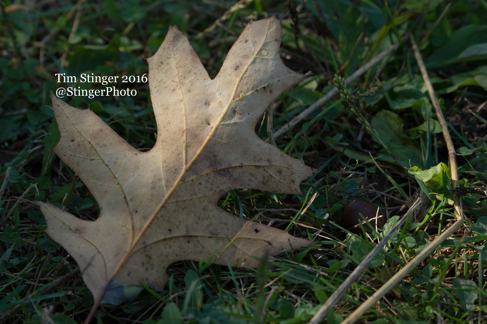 Nikon D3200 sample photo. Leaf kissed by the sun photography