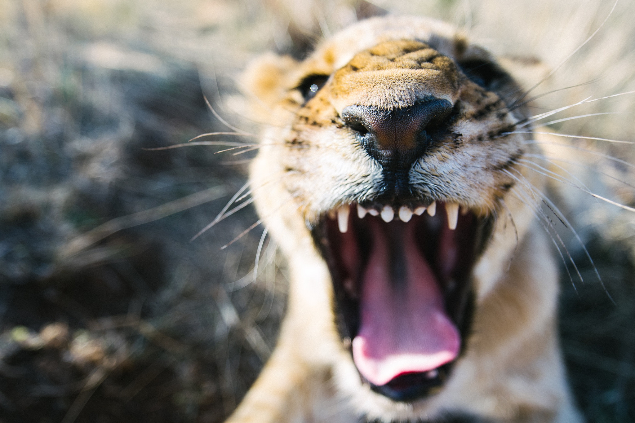 Nikon AF-S Nikkor 14-24mm F2.8G ED sample photo. Grumpy. this snarling lion cub is not happy about  ... photography