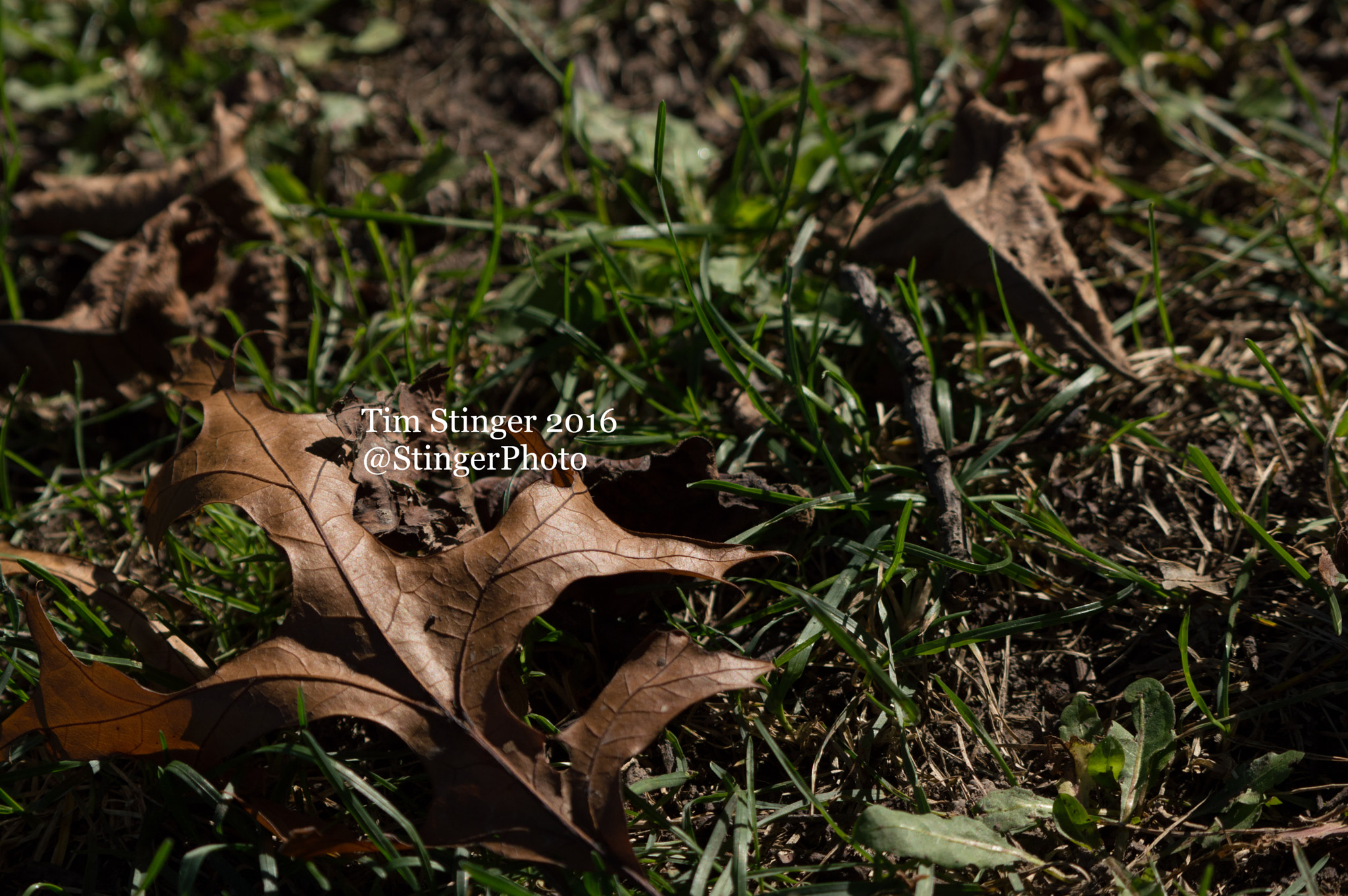 Nikon D3200 sample photo. Fallen leaf photography