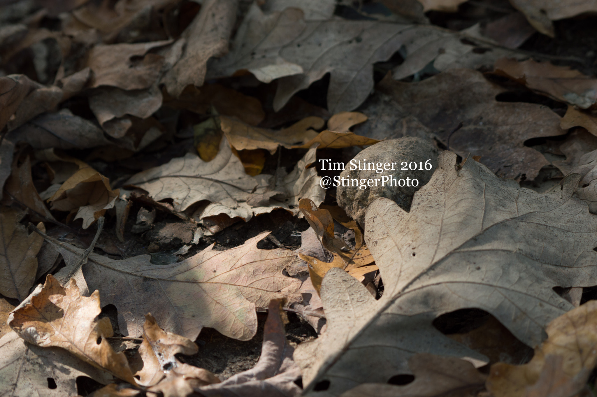 Nikon AF-S Nikkor 200-500mm F5.6E ED VR sample photo. Sunlit leaves photography