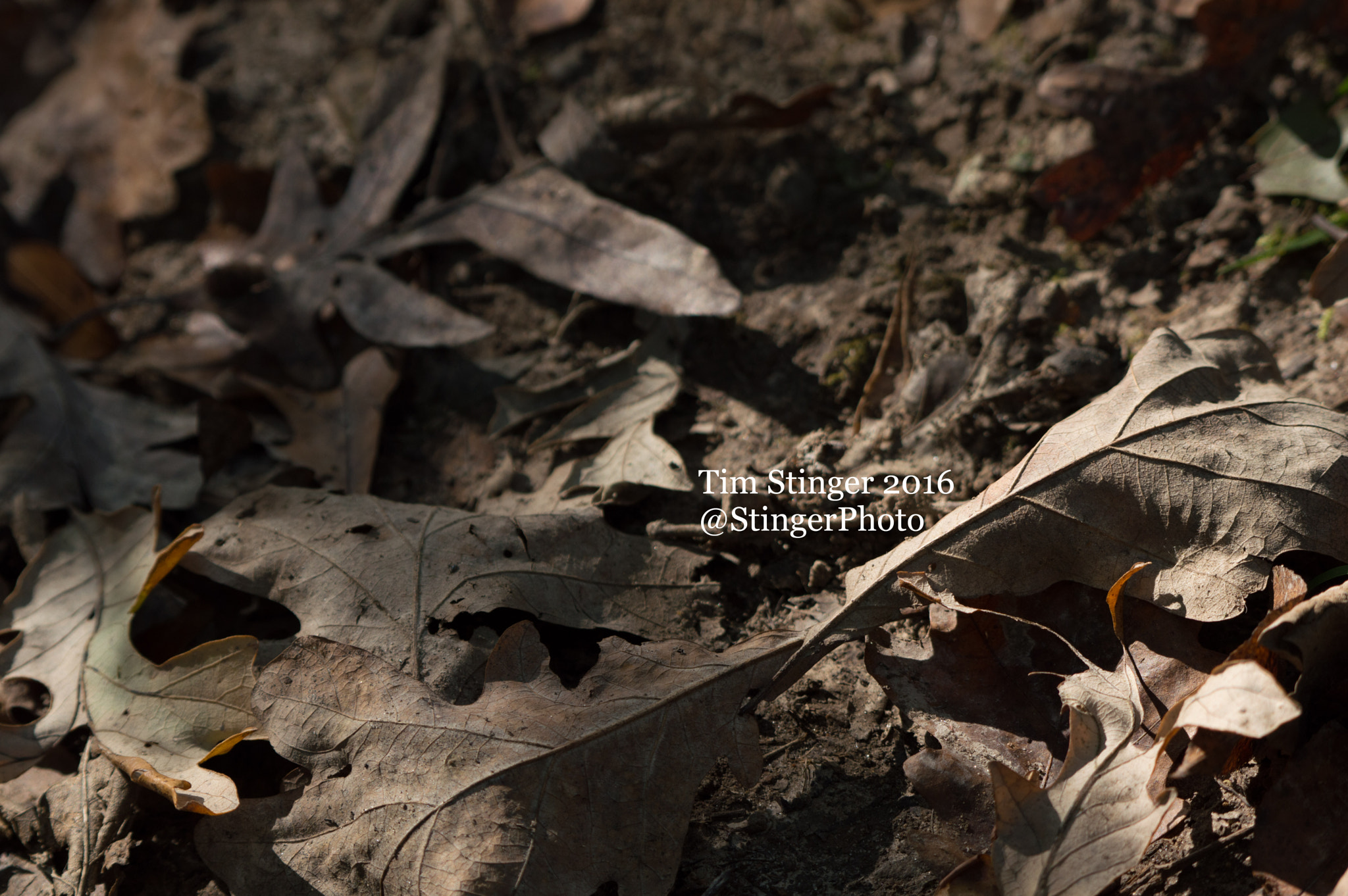 Nikon AF-S Nikkor 200-500mm F5.6E ED VR sample photo. Filtered sunlight photography