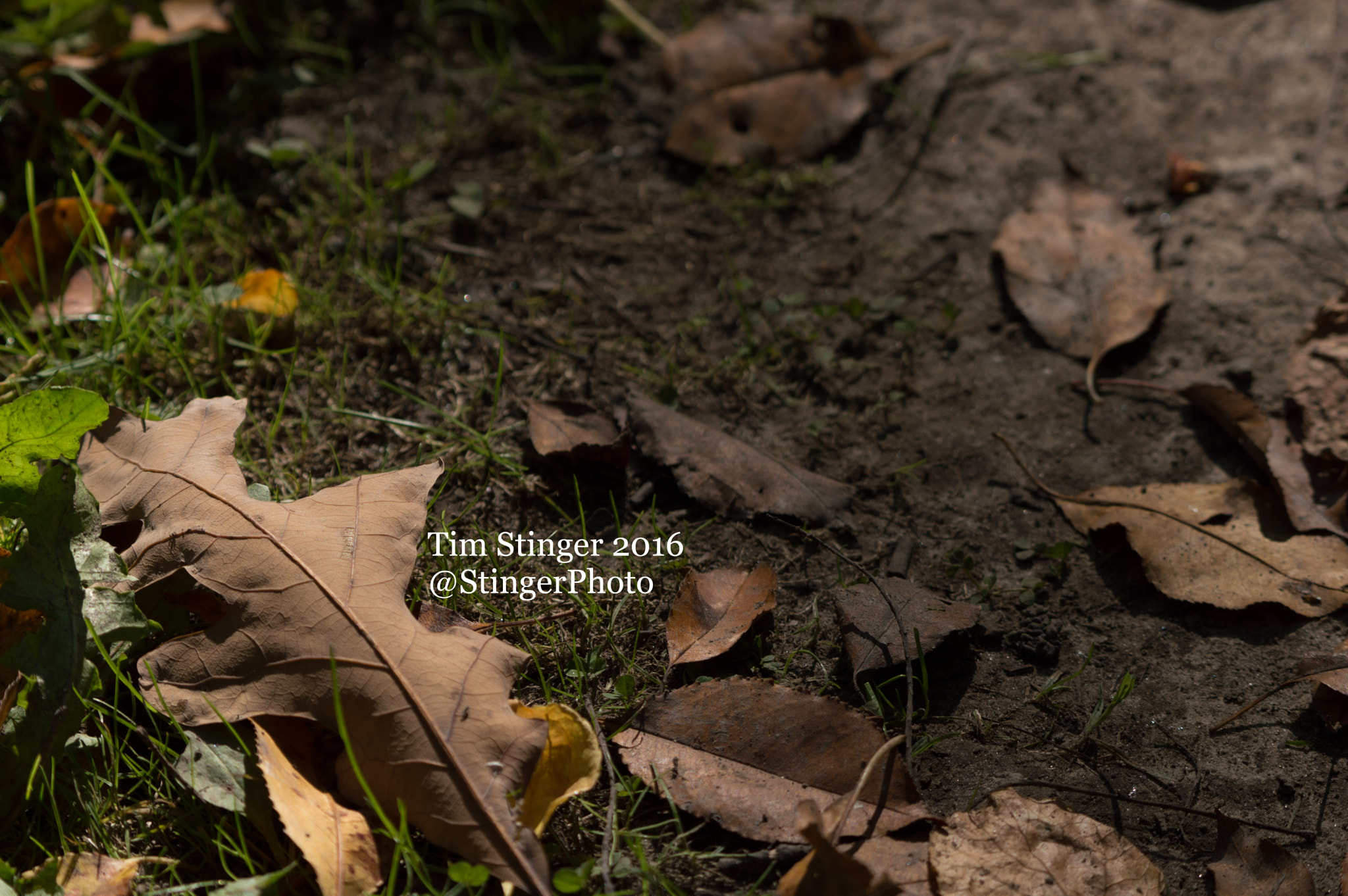 Nikon AF-S Nikkor 200-500mm F5.6E ED VR sample photo. Leaf alongside path photography
