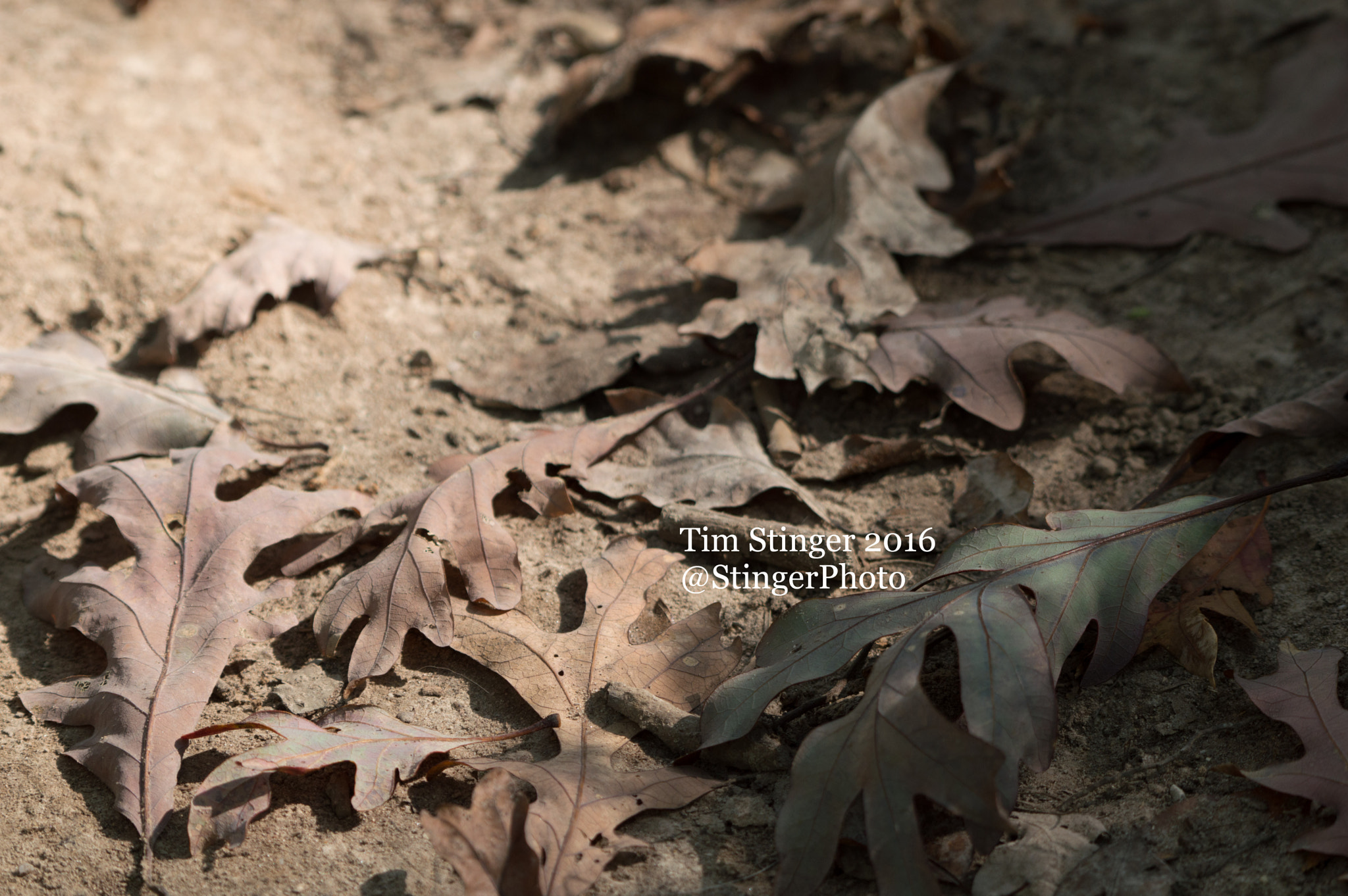 Nikon AF-S Nikkor 200-500mm F5.6E ED VR sample photo. Leaves on path photography