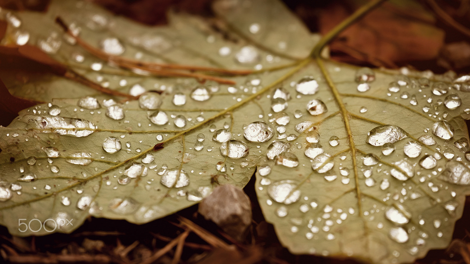 Fujifilm X-T1 sample photo. Gone rain photography