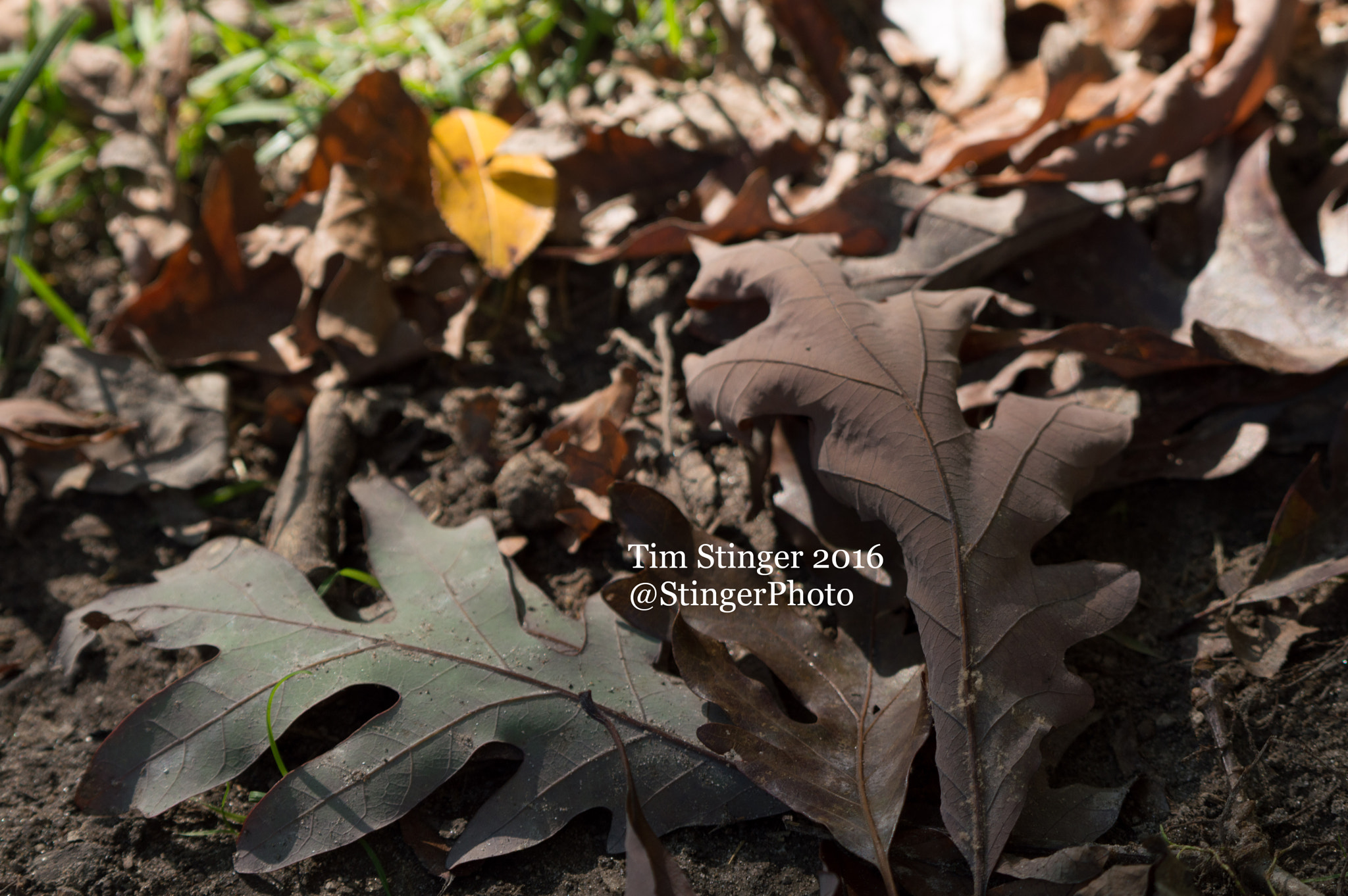 Nikon AF-S Nikkor 200-500mm F5.6E ED VR sample photo. Leaves in the fall photography