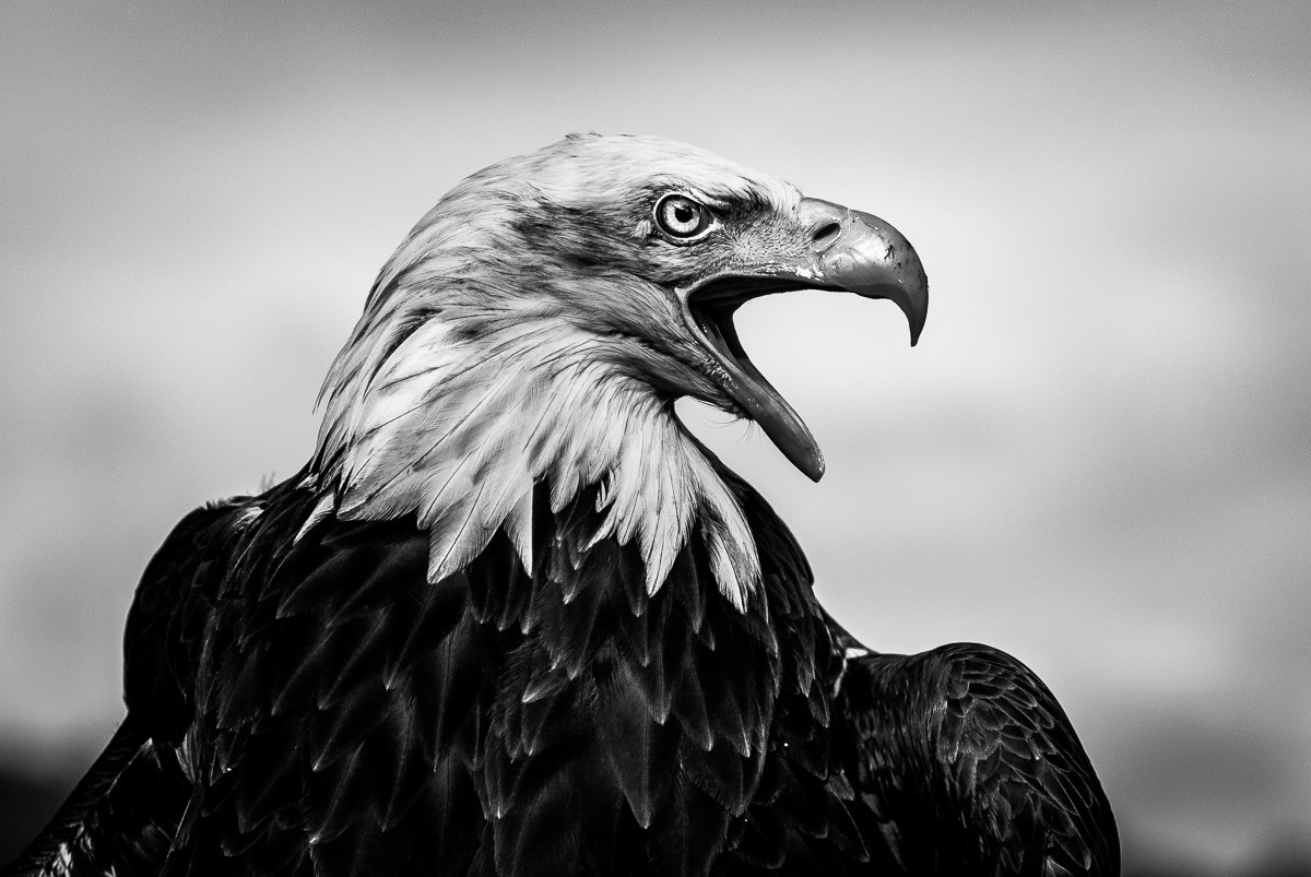 Nikon D80 + Nikon AF-S Nikkor 85mm F1.8G sample photo. Bald eagle ii bw photography