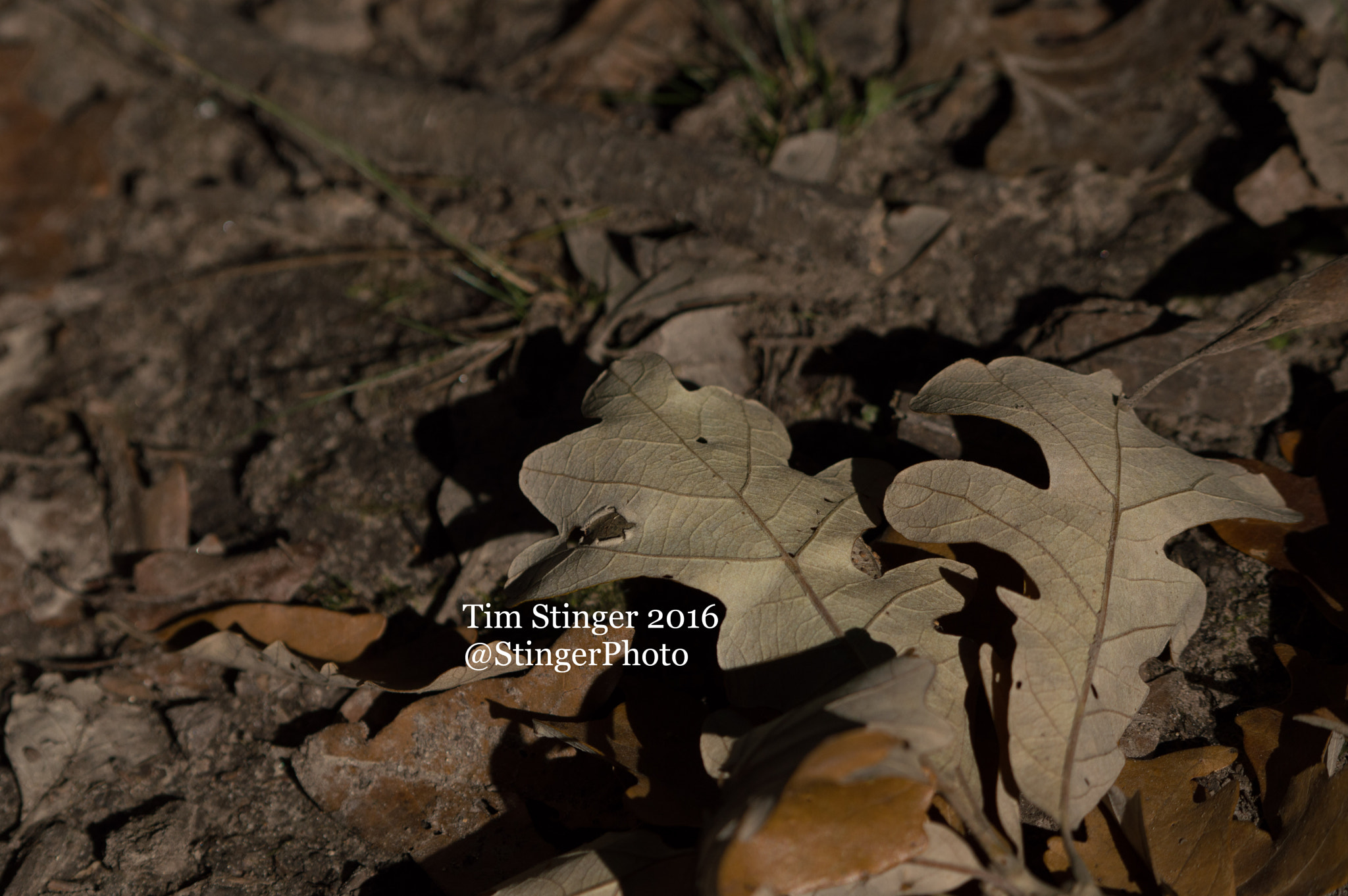 Nikon D3200 sample photo. Typical fall photography