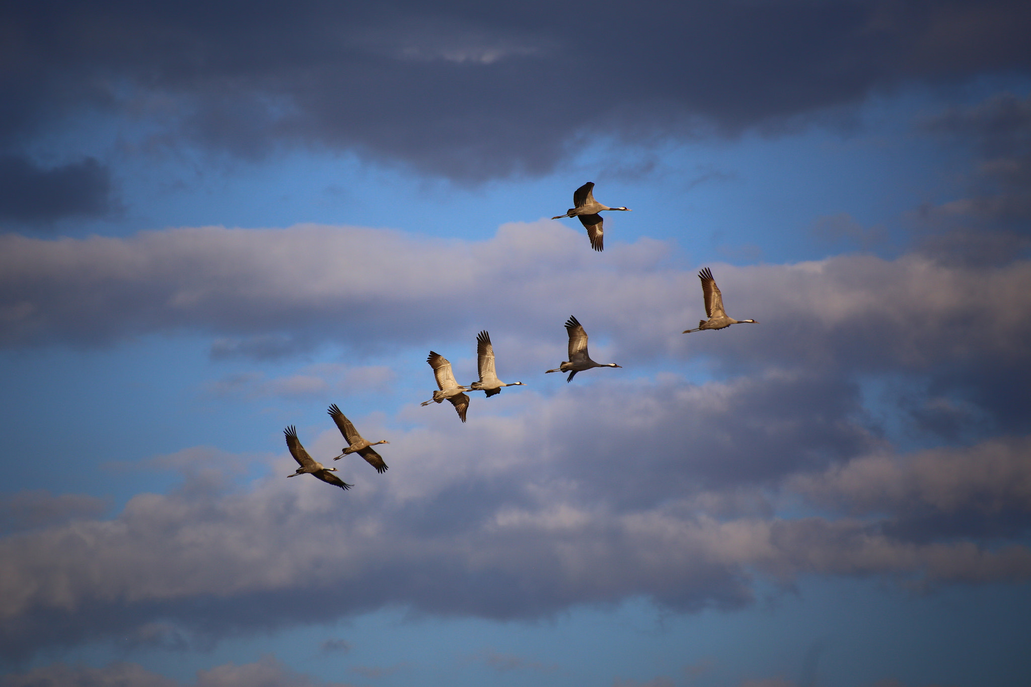 Sigma 70-300mm F4-5.6 APO DG Macro sample photo. Disorder flight  course  photography
