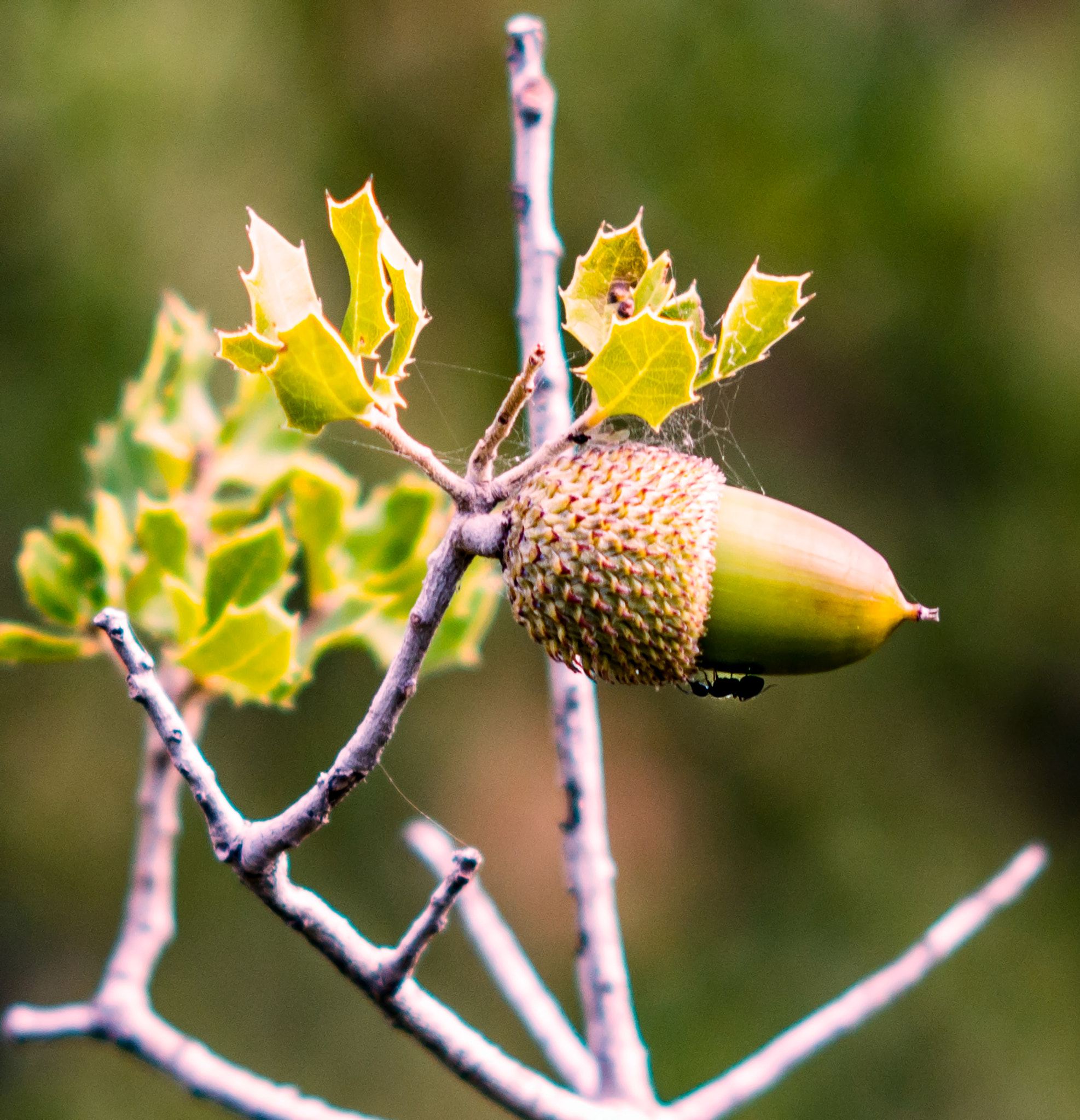 Nikon D800 + AF DC-Nikkor 135mm f/2D sample photo. The ant and the acorn photography