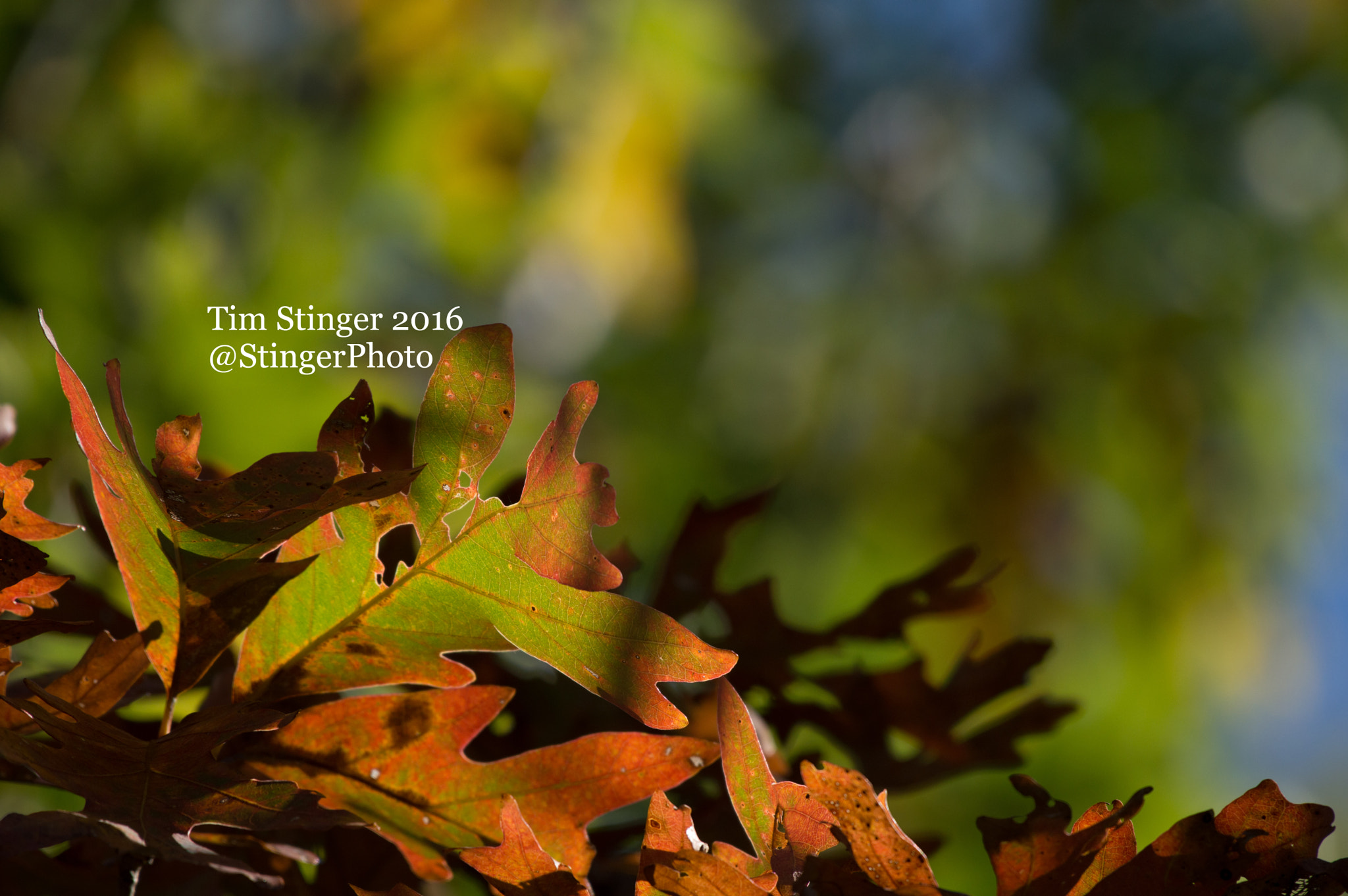 Nikon D3200 sample photo. Brightly lit leaves photography
