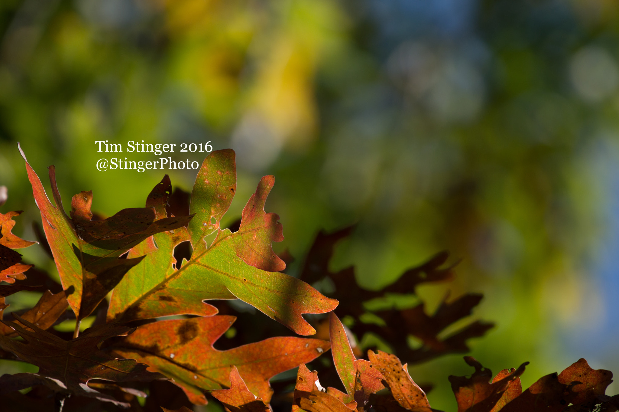 Nikon AF-S Nikkor 200-500mm F5.6E ED VR sample photo. Brightly lit leaves photography
