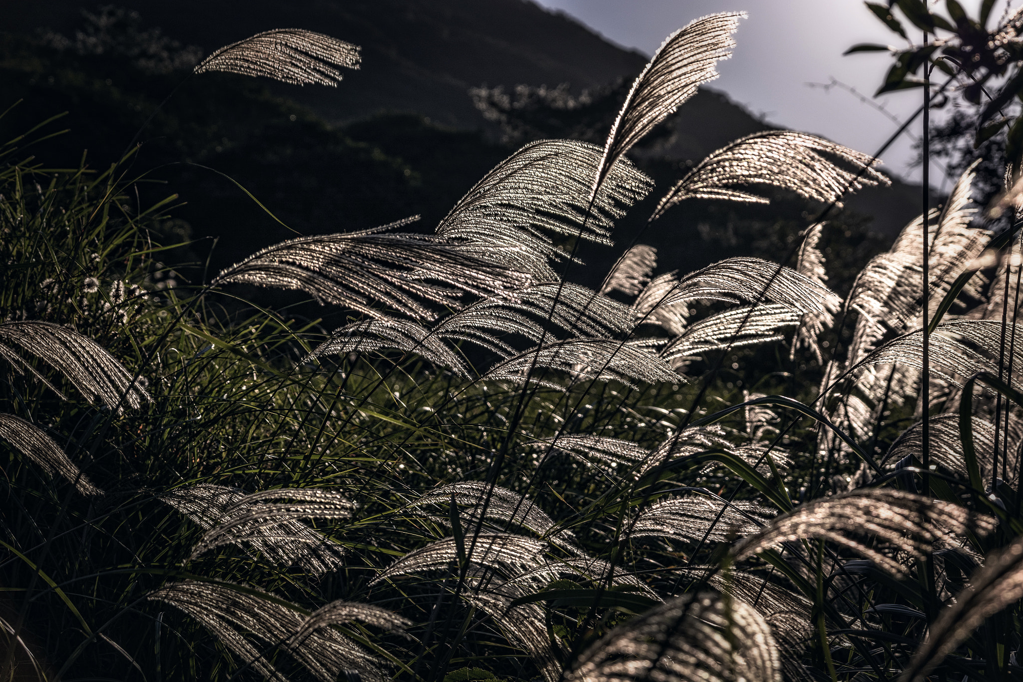 Sigma 17-70mm F2.8-4.5 DC Macro Asp. IF sample photo. Hiding in the miscanthus photography