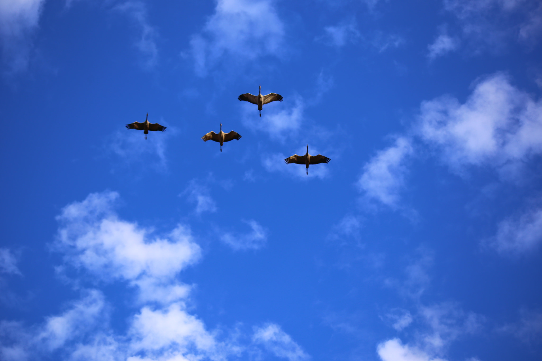 Sigma 70-300mm F4-5.6 APO DG Macro sample photo. Flight mode photography