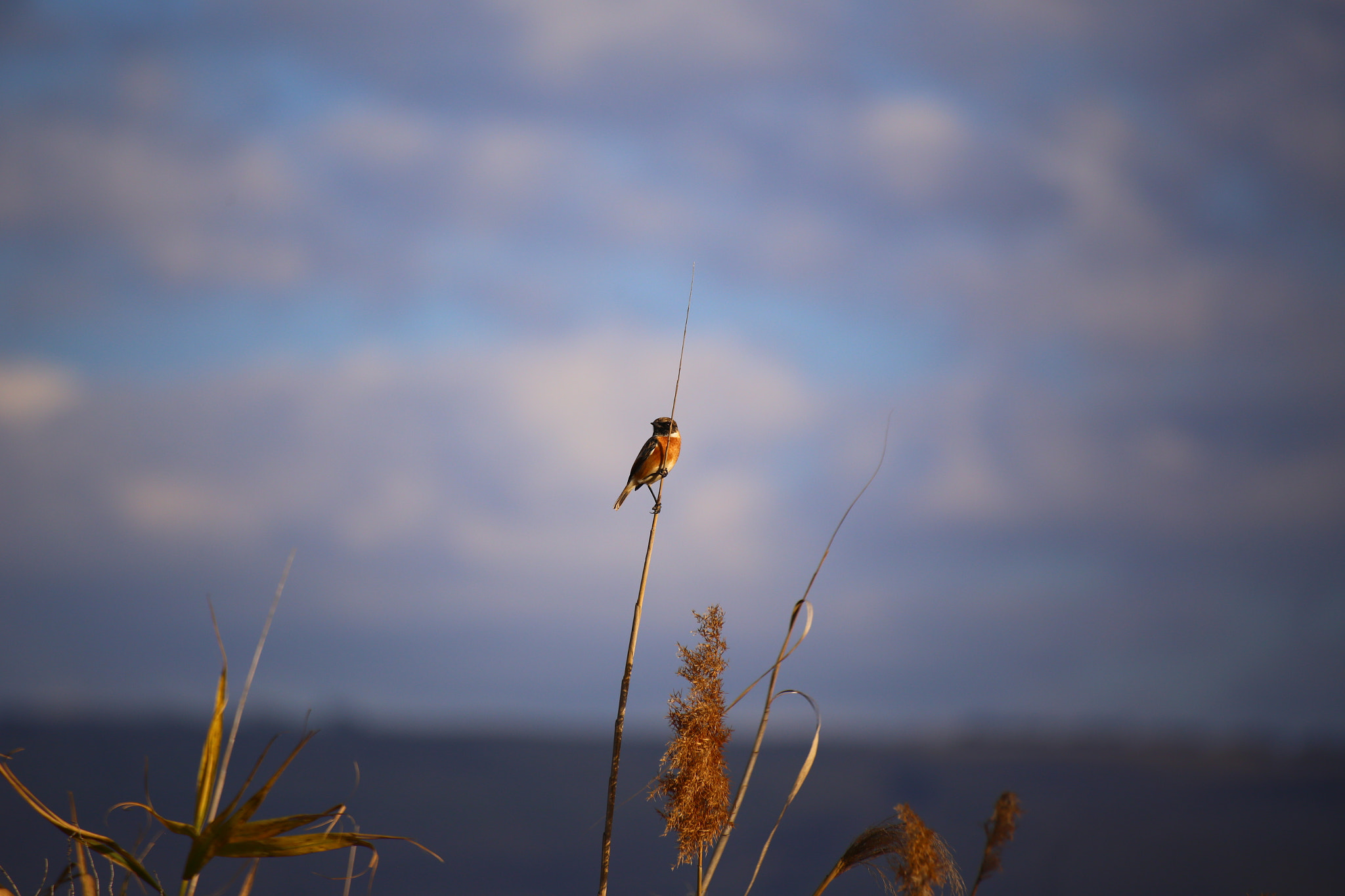 Sigma 70-300mm F4-5.6 APO DG Macro sample photo. On the search photography