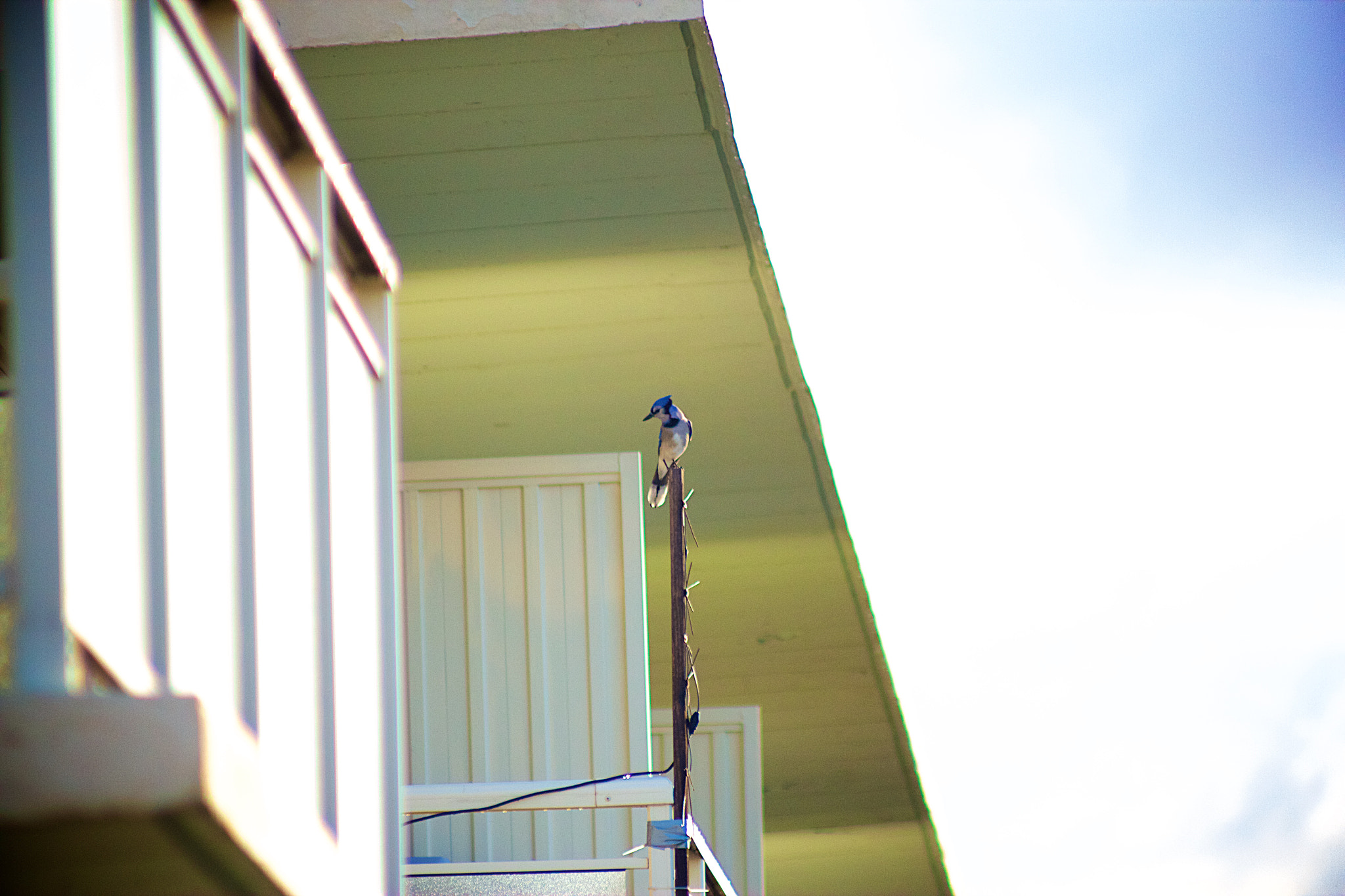 Canon EOS 550D (EOS Rebel T2i / EOS Kiss X4) + Canon EF 70-210mm f/4 sample photo. Balcony bluejay - 1 photography