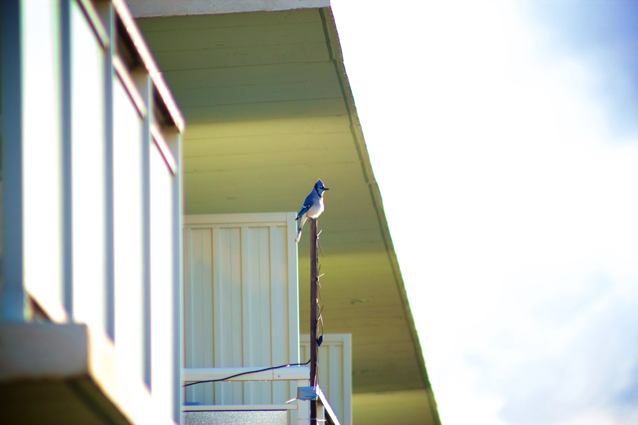 Canon EOS 550D (EOS Rebel T2i / EOS Kiss X4) + Canon EF 70-210mm f/4 sample photo. Balcony bluejay - 3 photography