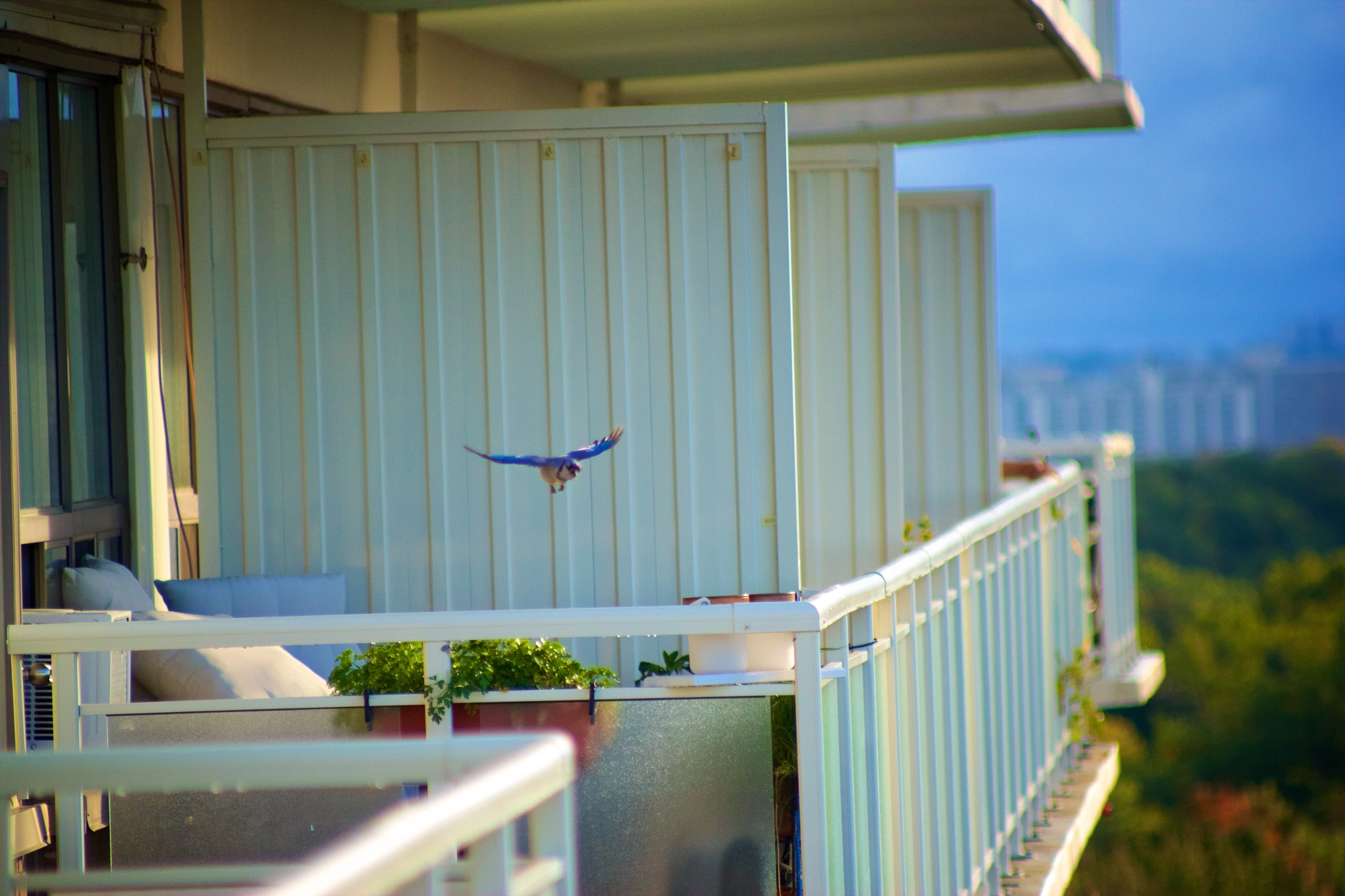 Canon EOS 550D (EOS Rebel T2i / EOS Kiss X4) + Canon EF 70-210mm f/4 sample photo. Balcony bluejay in flight photography