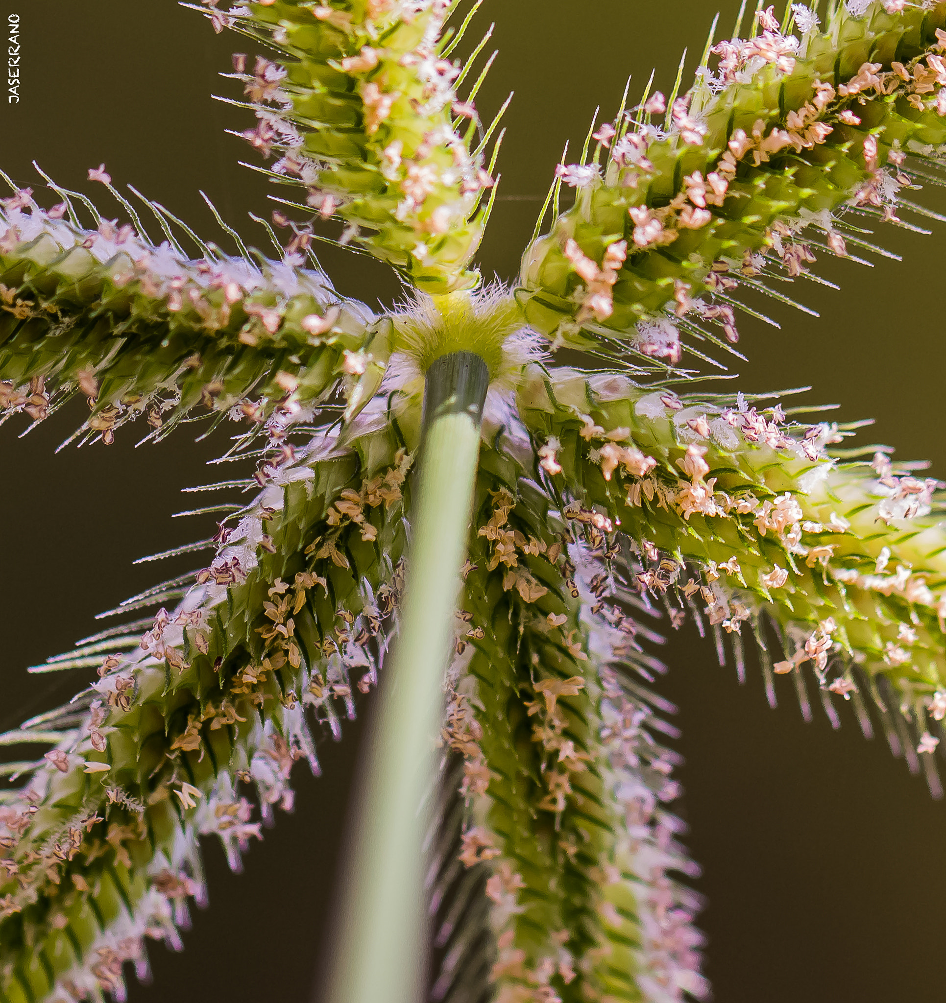 Canon EF 100mm F2.8L Macro IS USM sample photo. The star photography