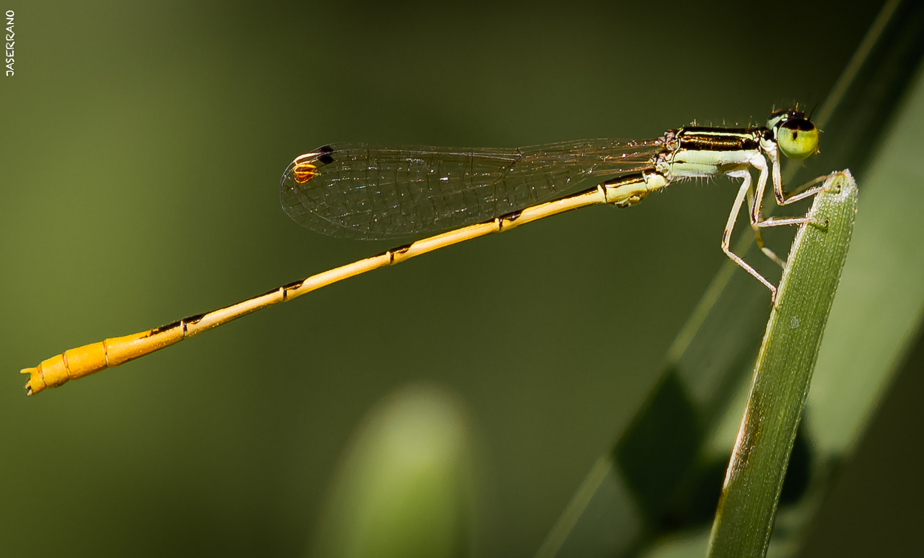 Canon EF 100mm F2.8L Macro IS USM sample photo. Dragon yellow photography