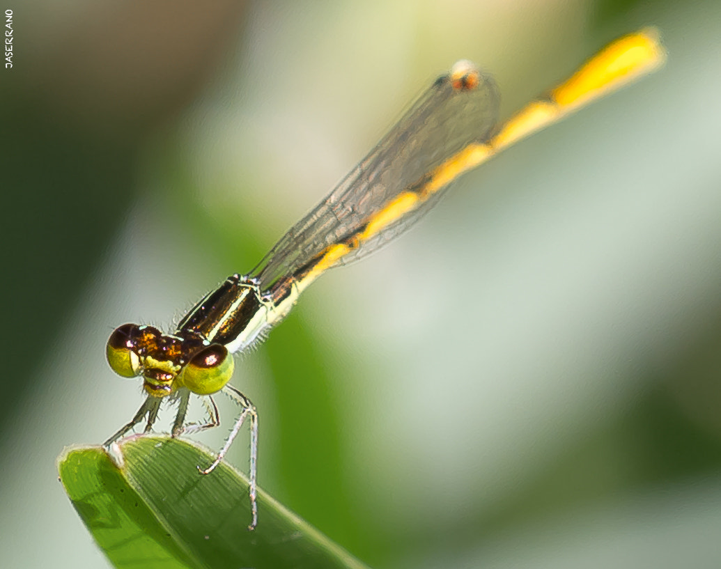 Canon EF 100mm F2.8L Macro IS USM sample photo. Dragon yellow photography