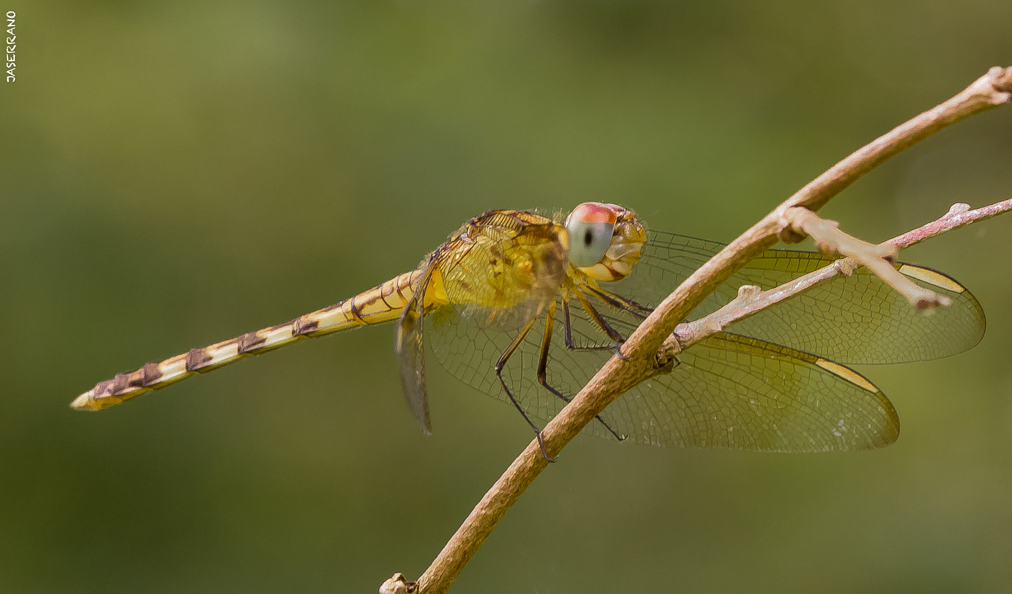 Canon EF 100mm F2.8L Macro IS USM sample photo. Libelula galindensis photography