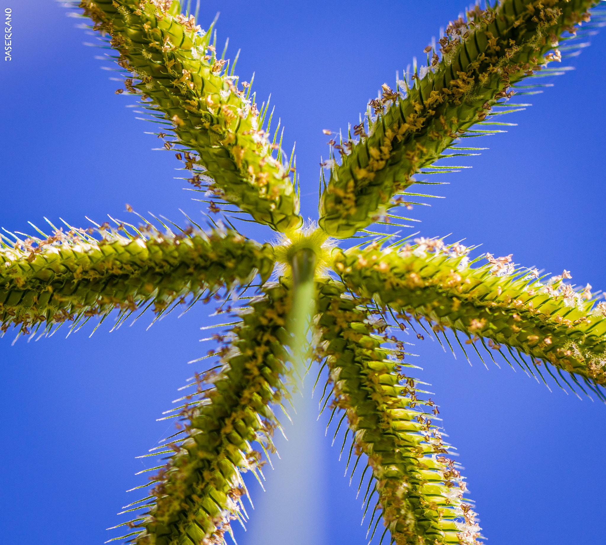 Canon EF 100mm F2.8L Macro IS USM sample photo. The star photography